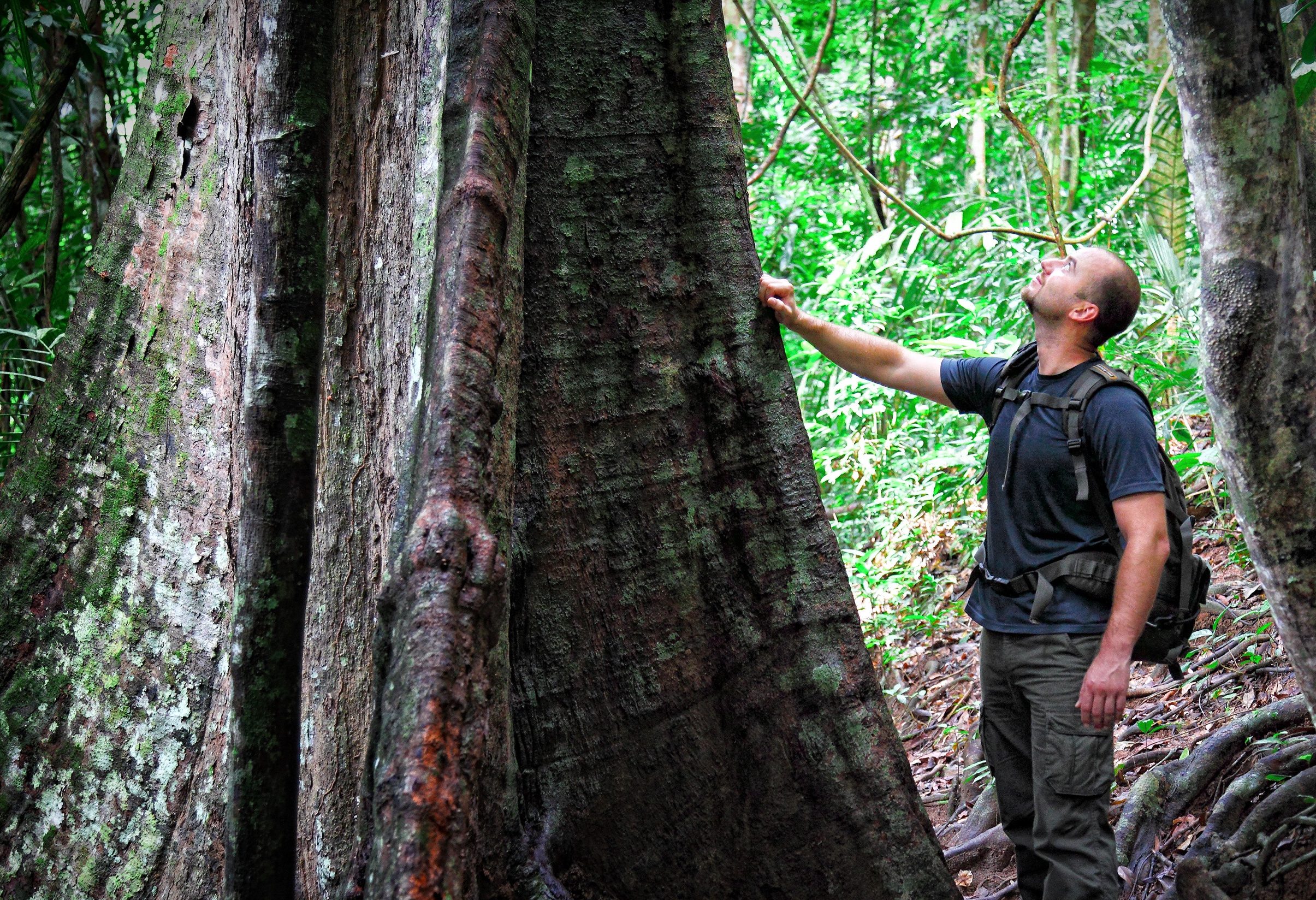 Jungle van het Taman Negara nationaal park in West-Maleisië
