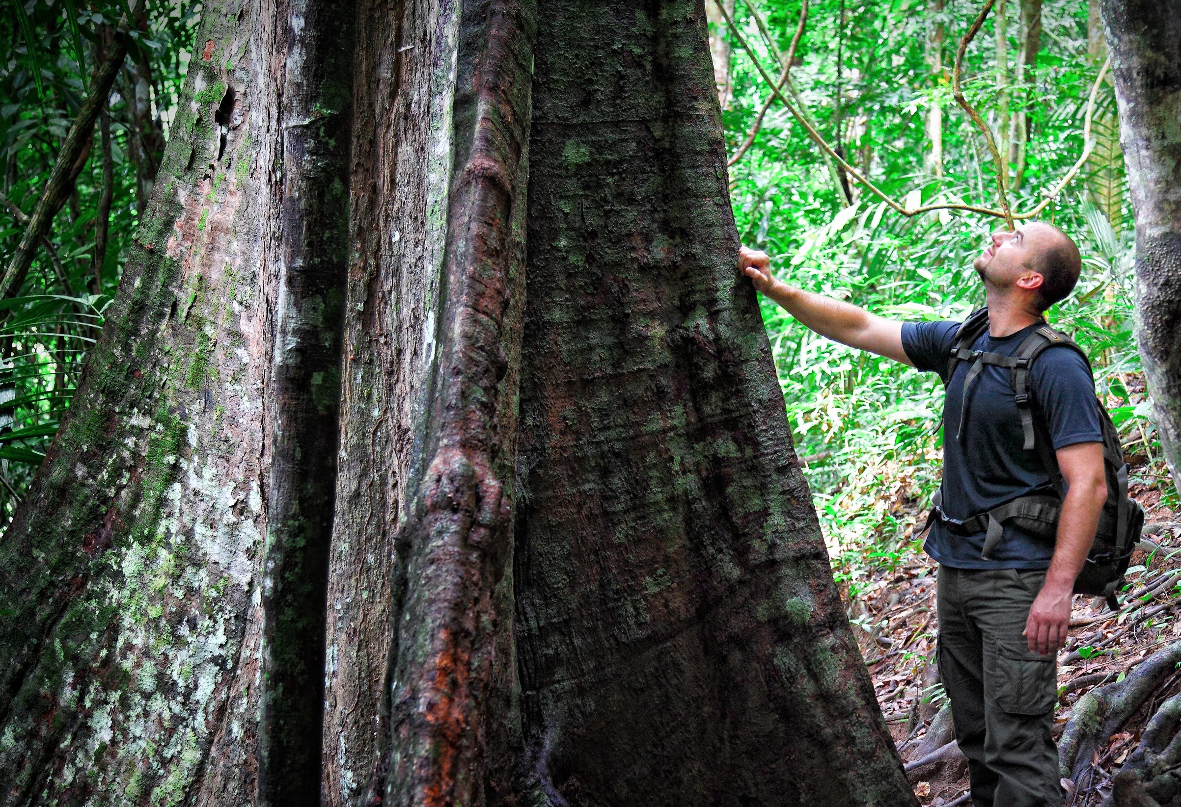 Jungle van Taman Negara in West-Maleisië