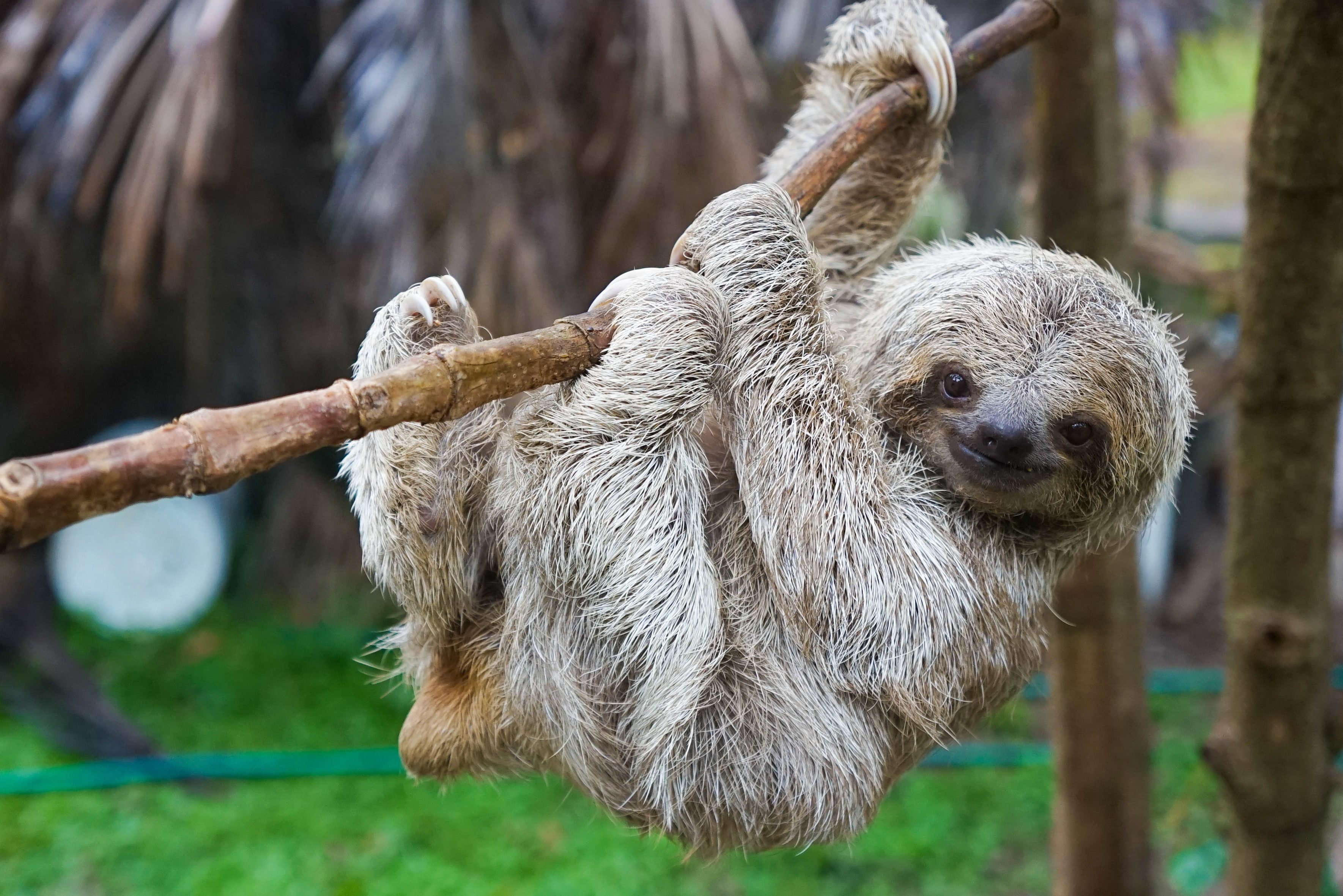 Веселый ленивец. Ленивец разговаривает по телефону. Ленивец в австралии. Ошейниковый ленивец. Трехпалый ленивец.