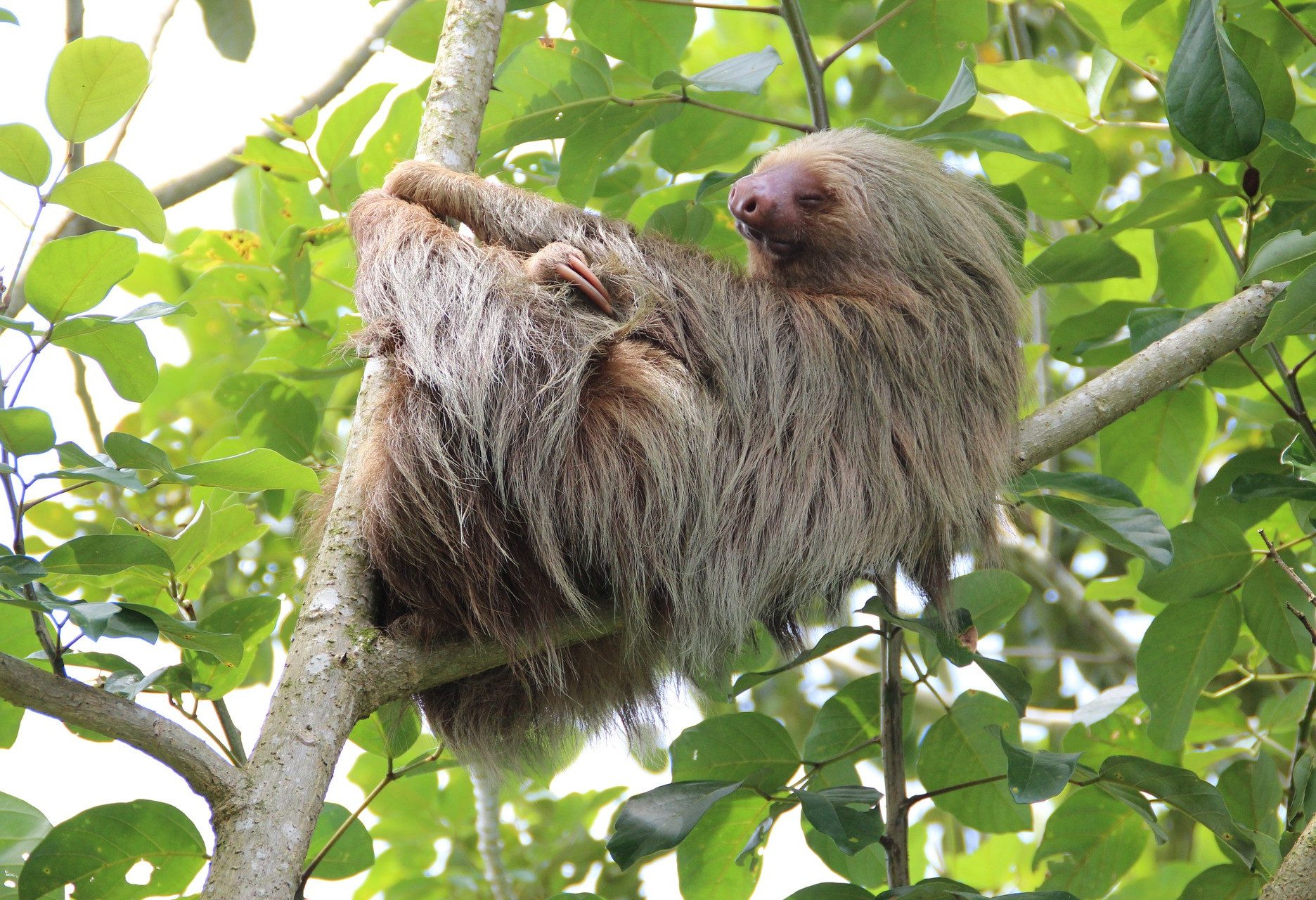 Luiaard in Costa Rica