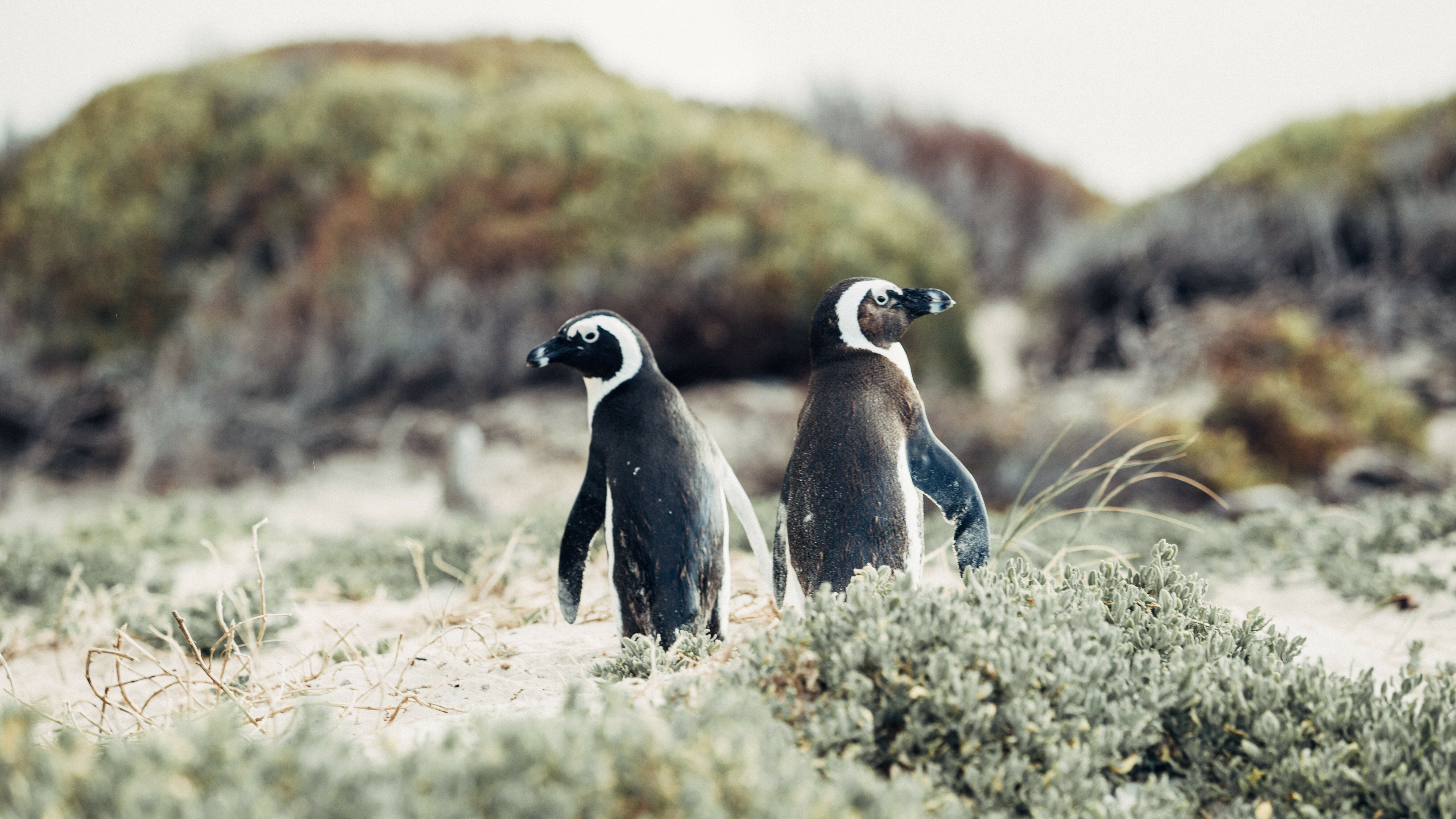 Pinguins en Kaap de Goede Hoop Zuid Afrika