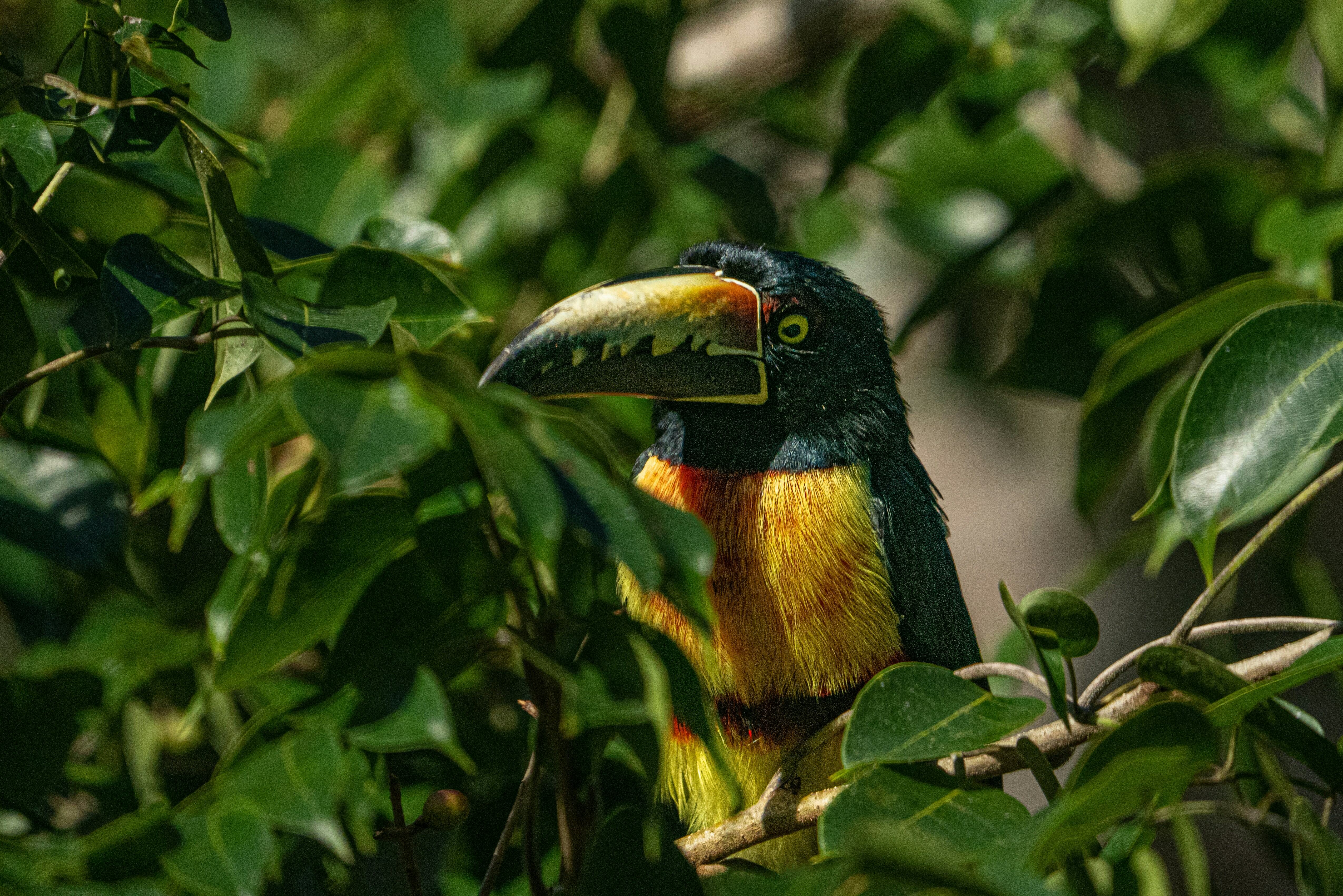 Guatemala Tikal Vogel