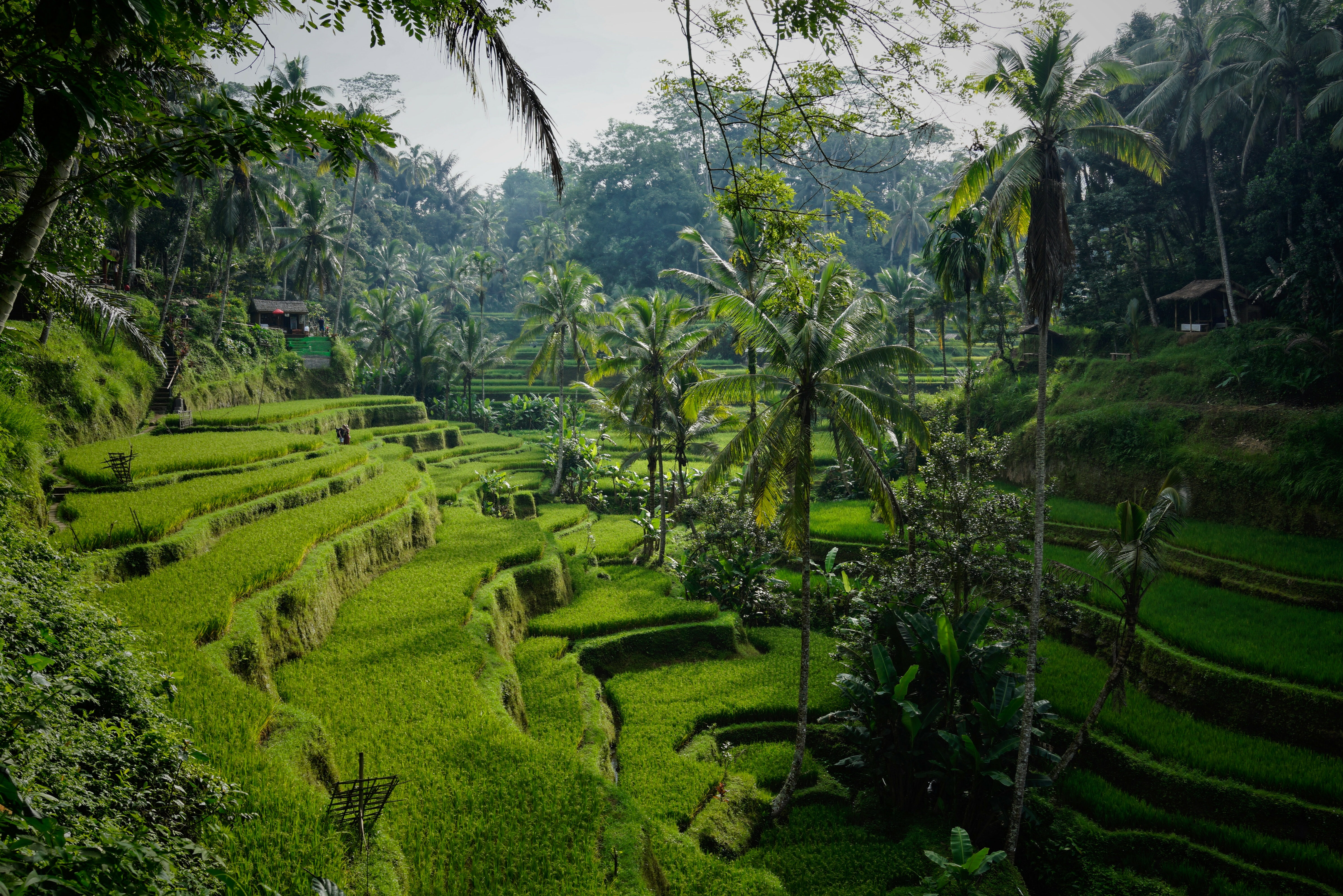 Rijstvelden in de omgeving van Ubud op Bali