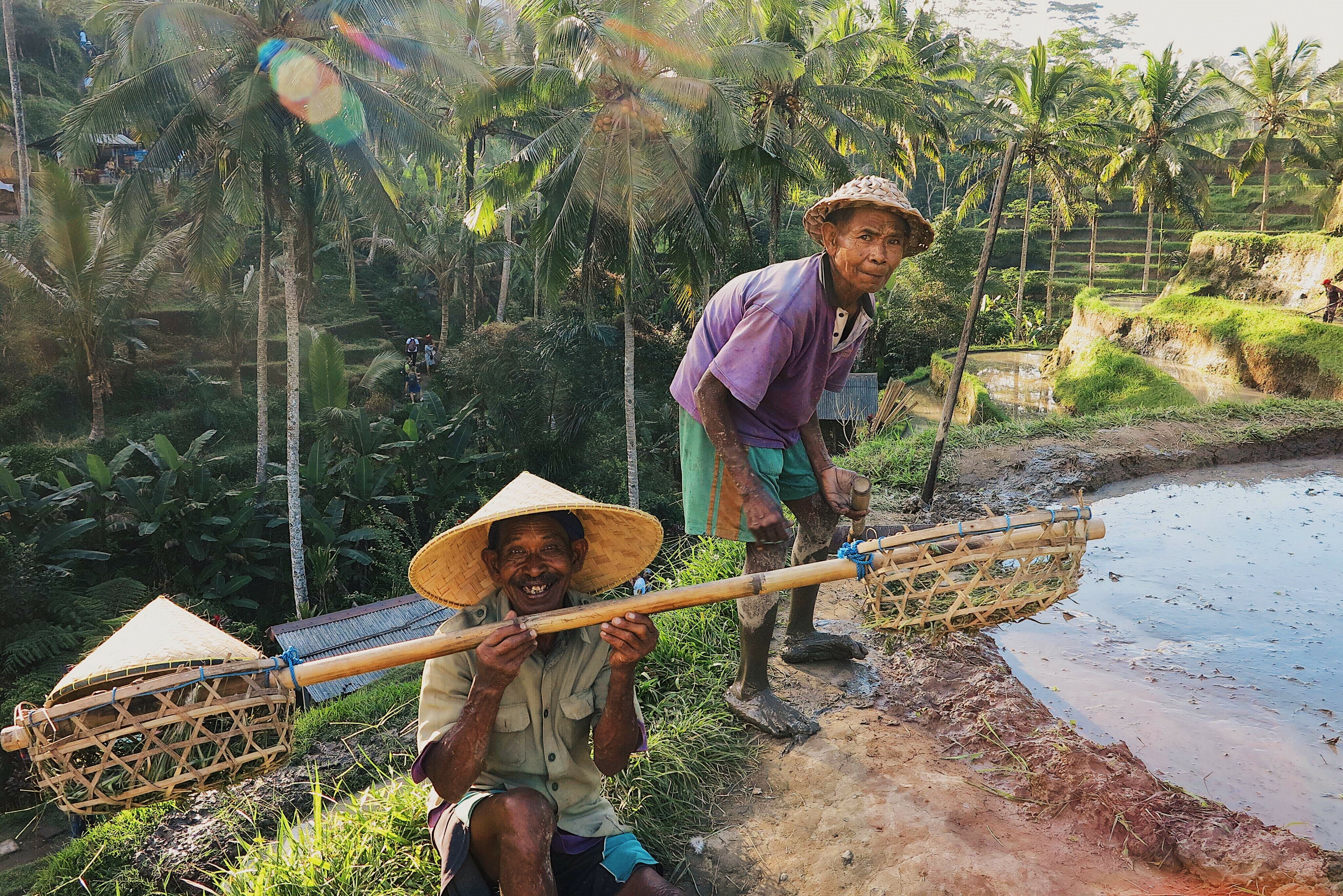 Boeren aan het werk in de rijstvelden in de omgeving van Ubud op Bali