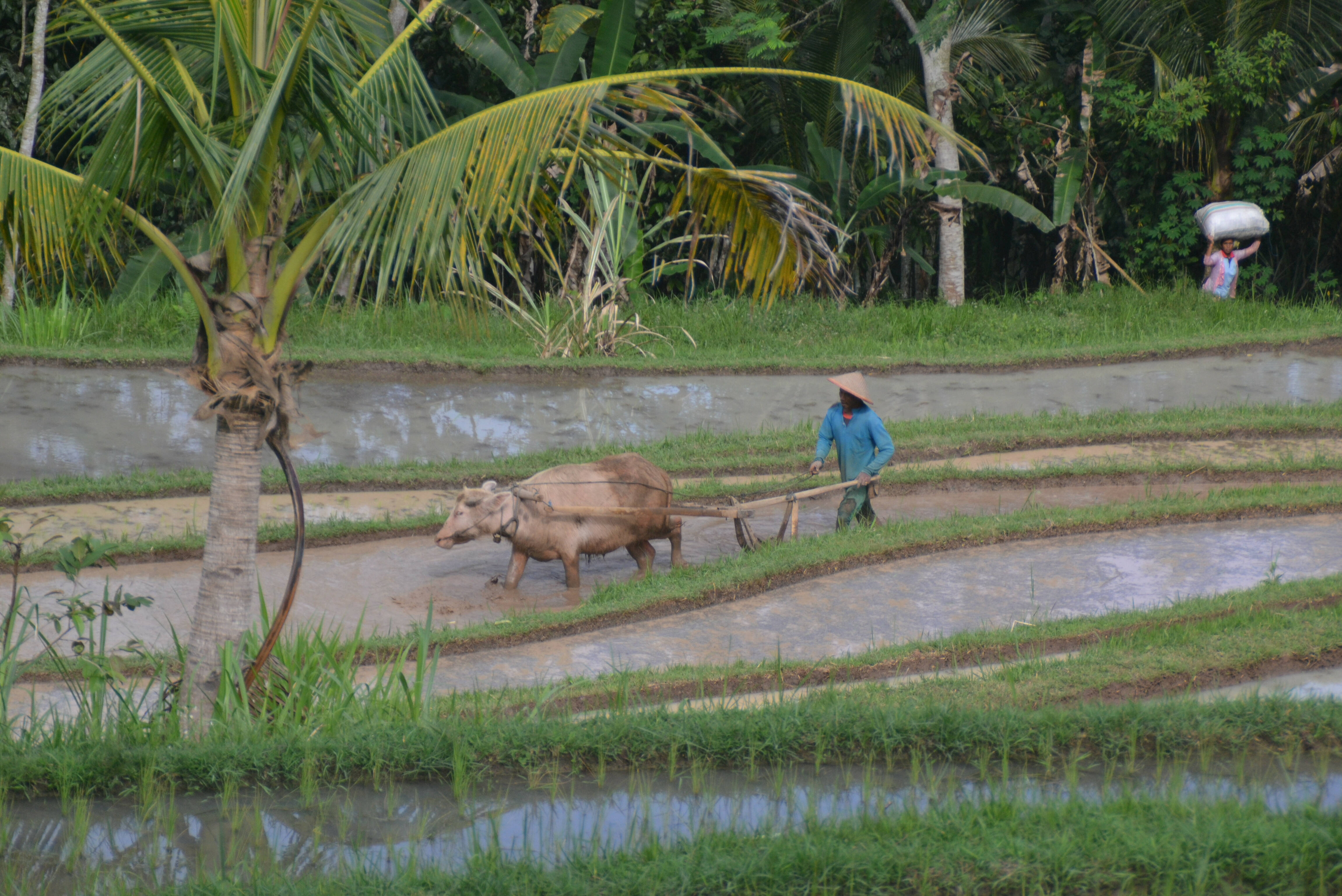 Boer aan het werk in de Jatiluwih rijstvelden op Bali