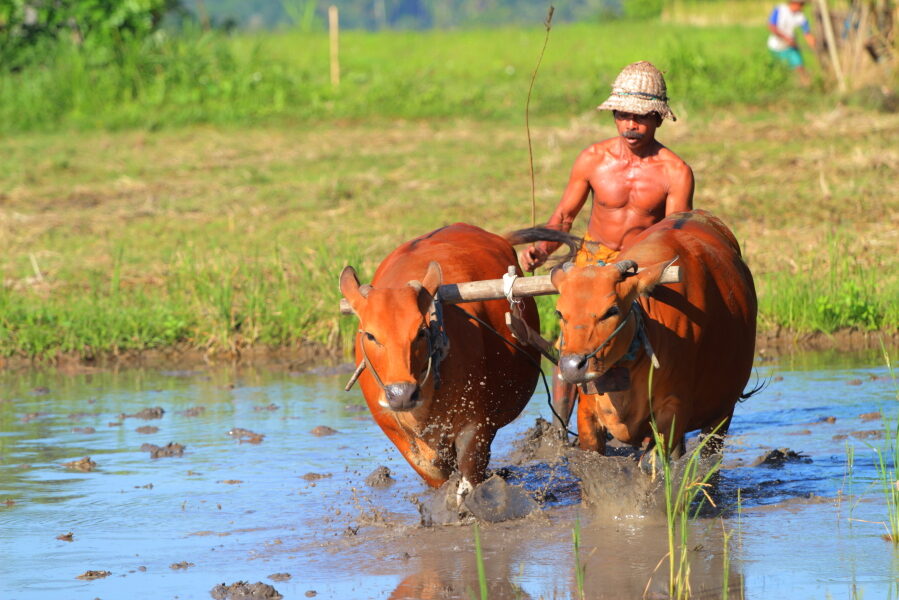 Lokale boer ploegt zijn veld op Bali