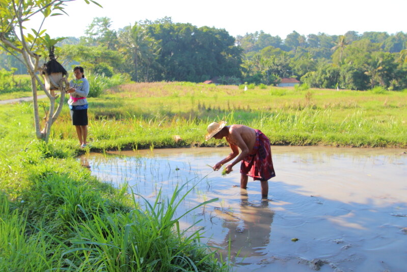 Boer aan het werk in zijn rijstveld op Bali