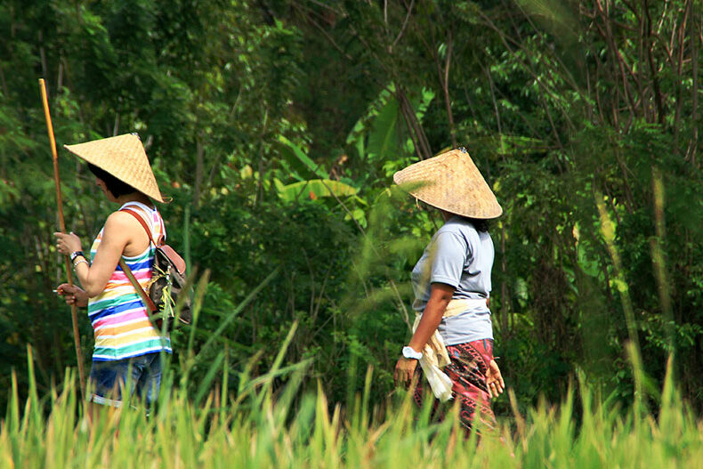 Trekking langs de rijstvelden op Bali
