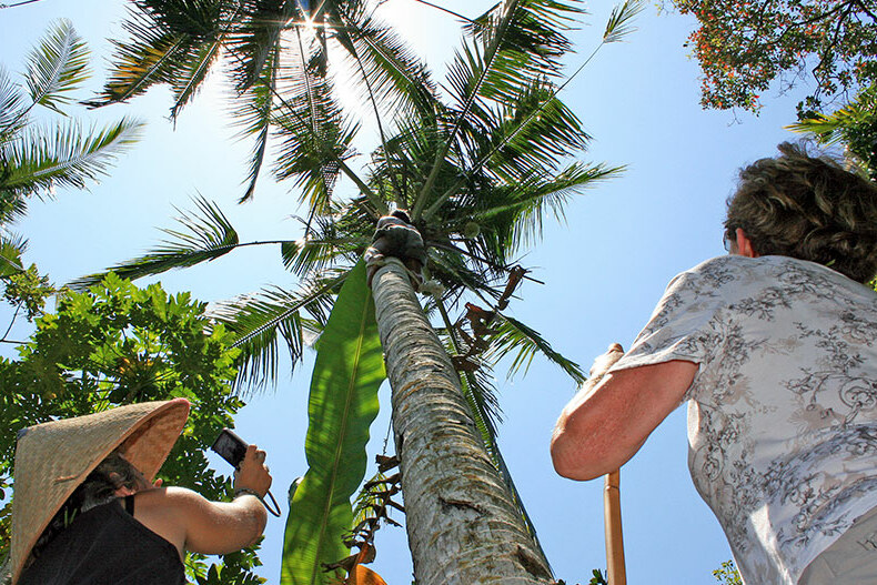 Dorpsinwoner plukt jonge kokosnoot op Bali