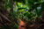 Seychellen Praslin Constance Lemuria Vallee de Mai