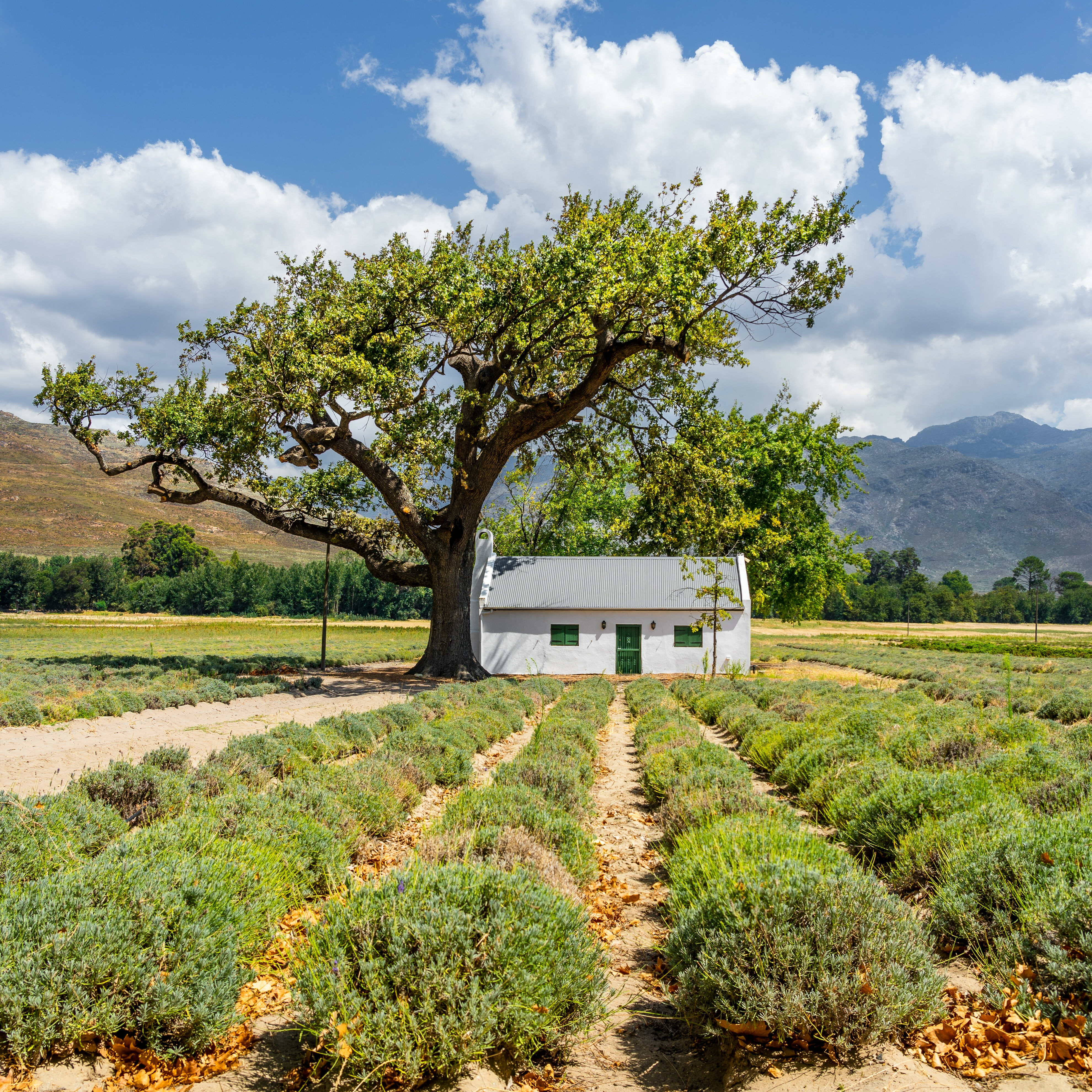 Franschhoek