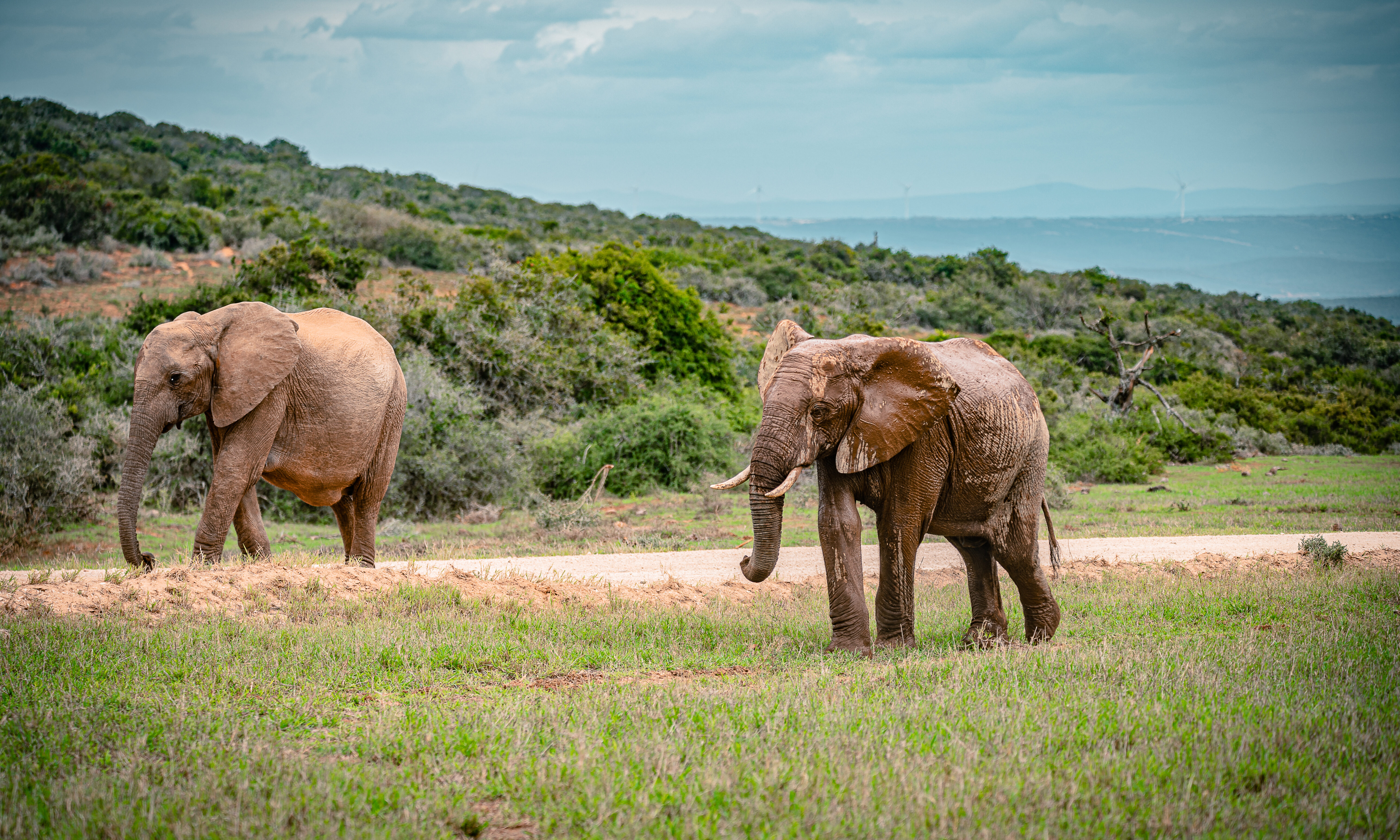 zuid-afrika-addo-elephant-np