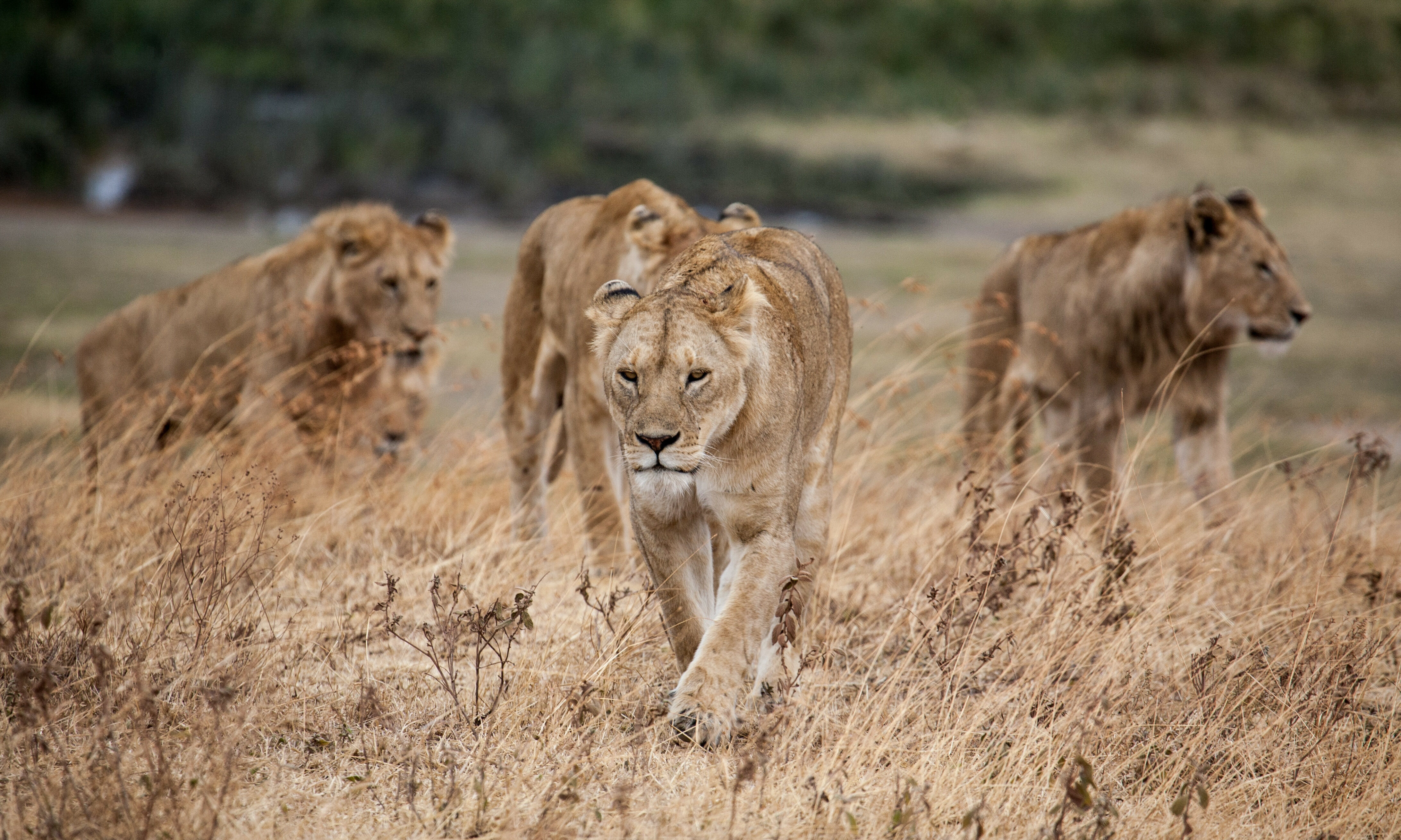 Addo leeuwen