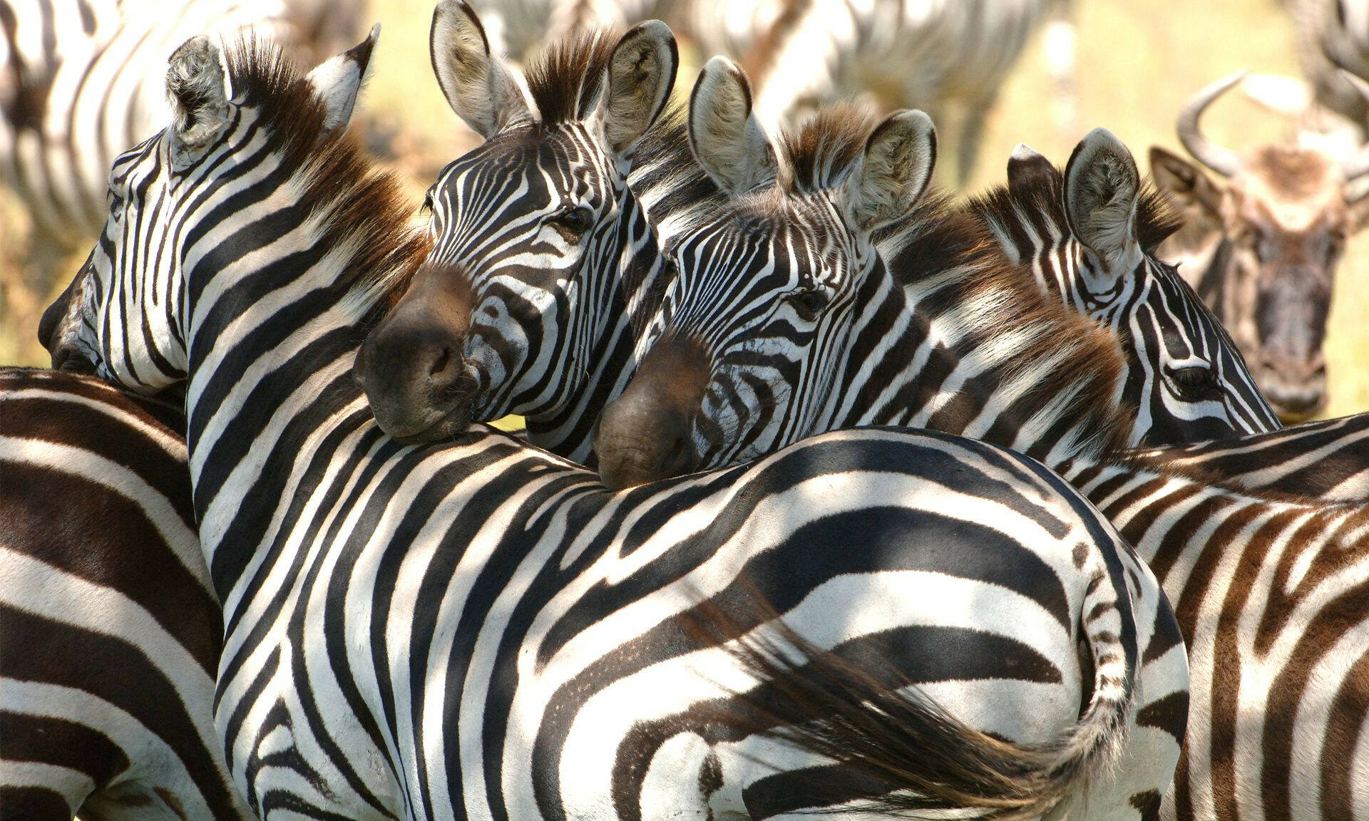 Addo Zebra's