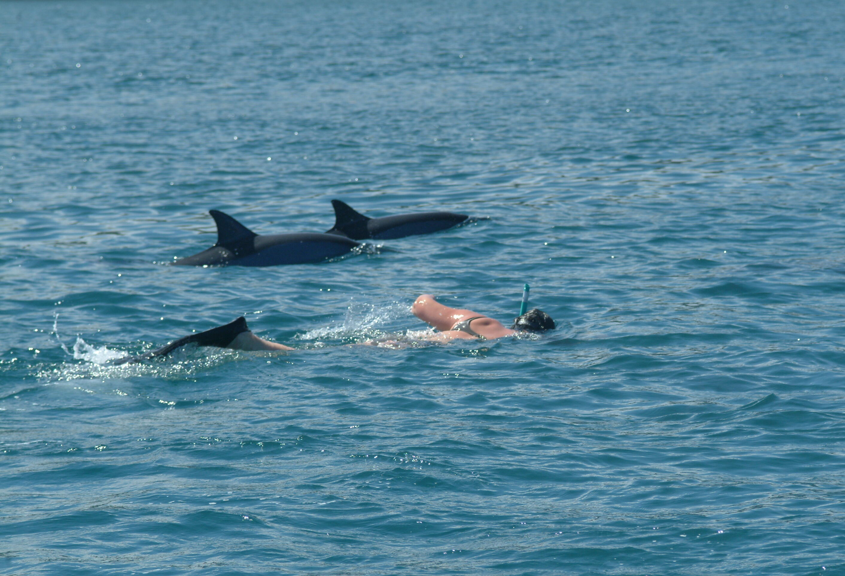 Vrouw in het water met dolfijnen