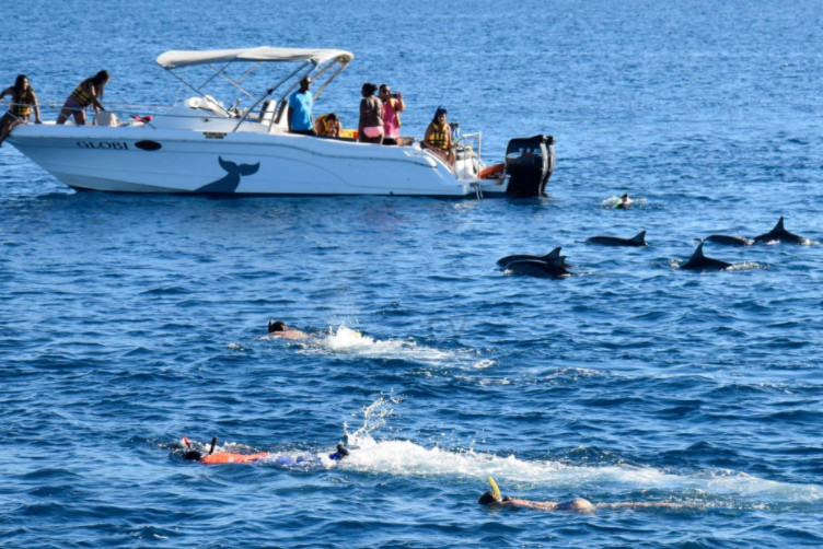 Snorkelen met Dolfijnen op Mauritius