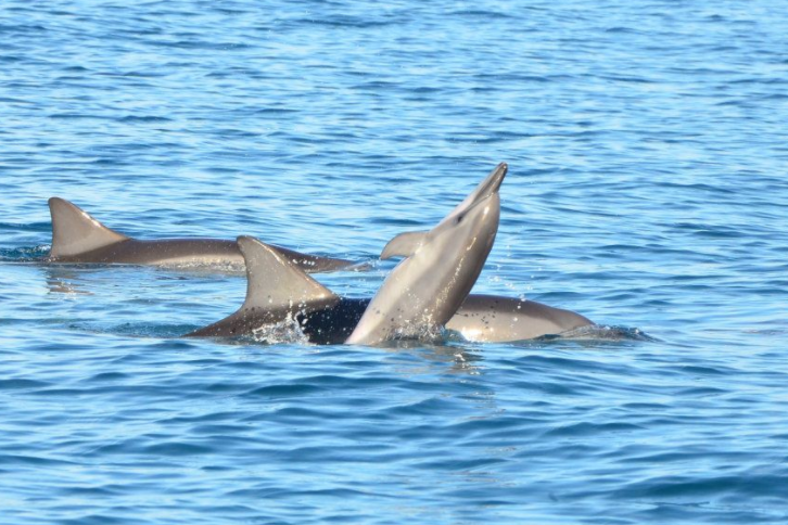 Dolfijnen spelen in het water Mauritius