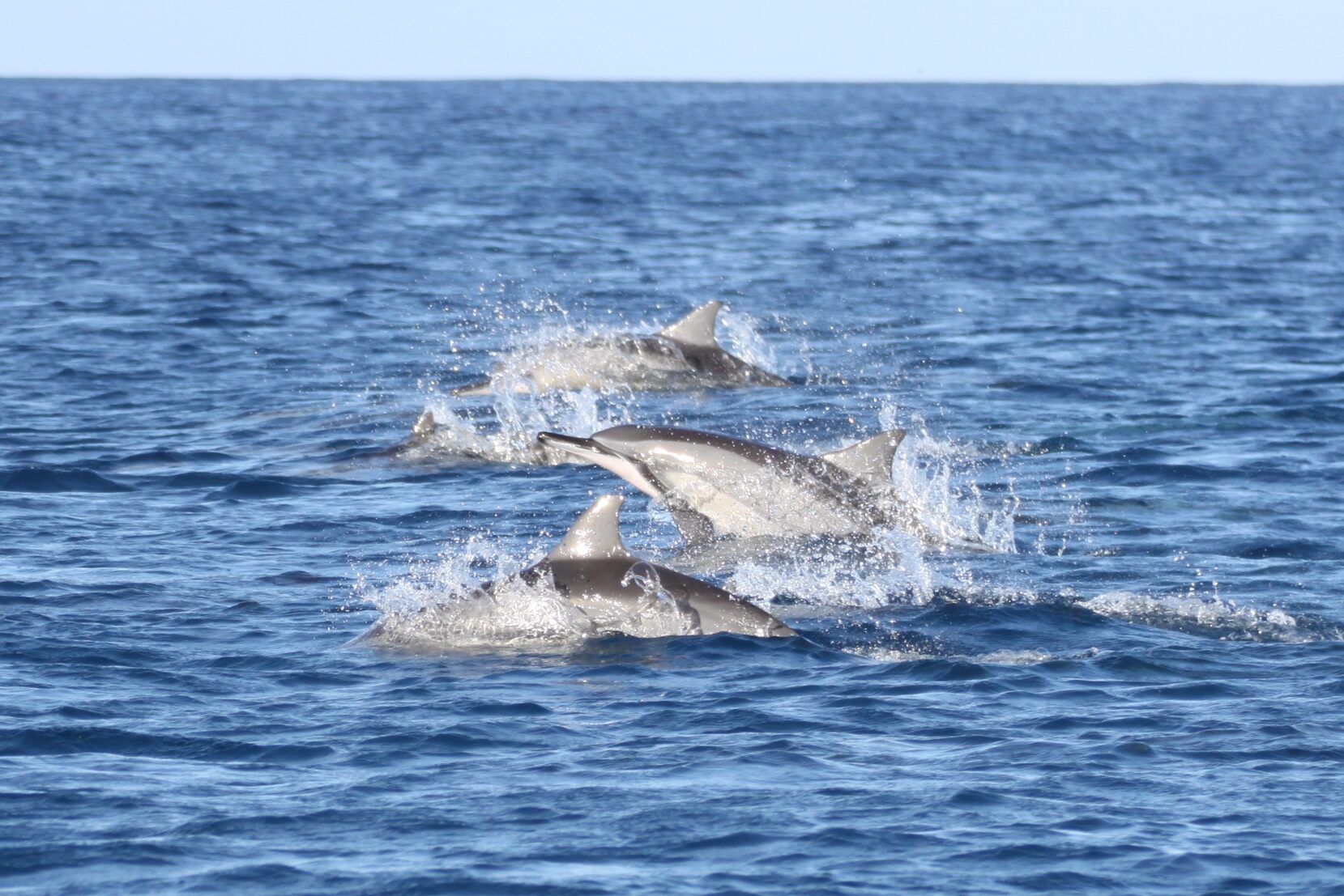 Dolfijnen springen uit het water Mauritius