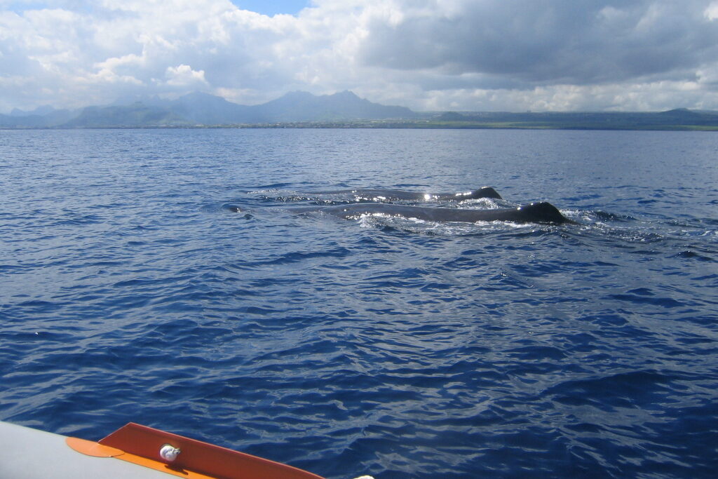 Walvissen naast de boot Mauritius