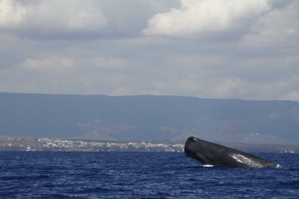 Potvis komt boven water Mauritius
