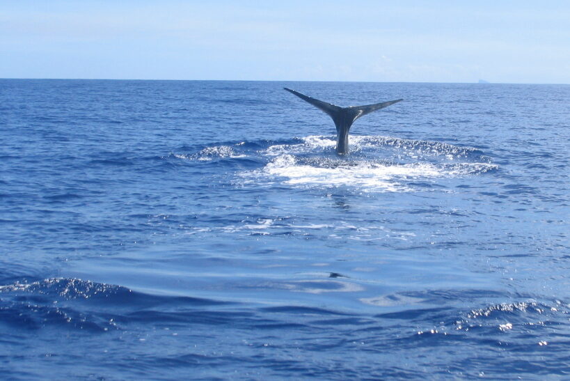 Staart walvis komt boven water Mauritius