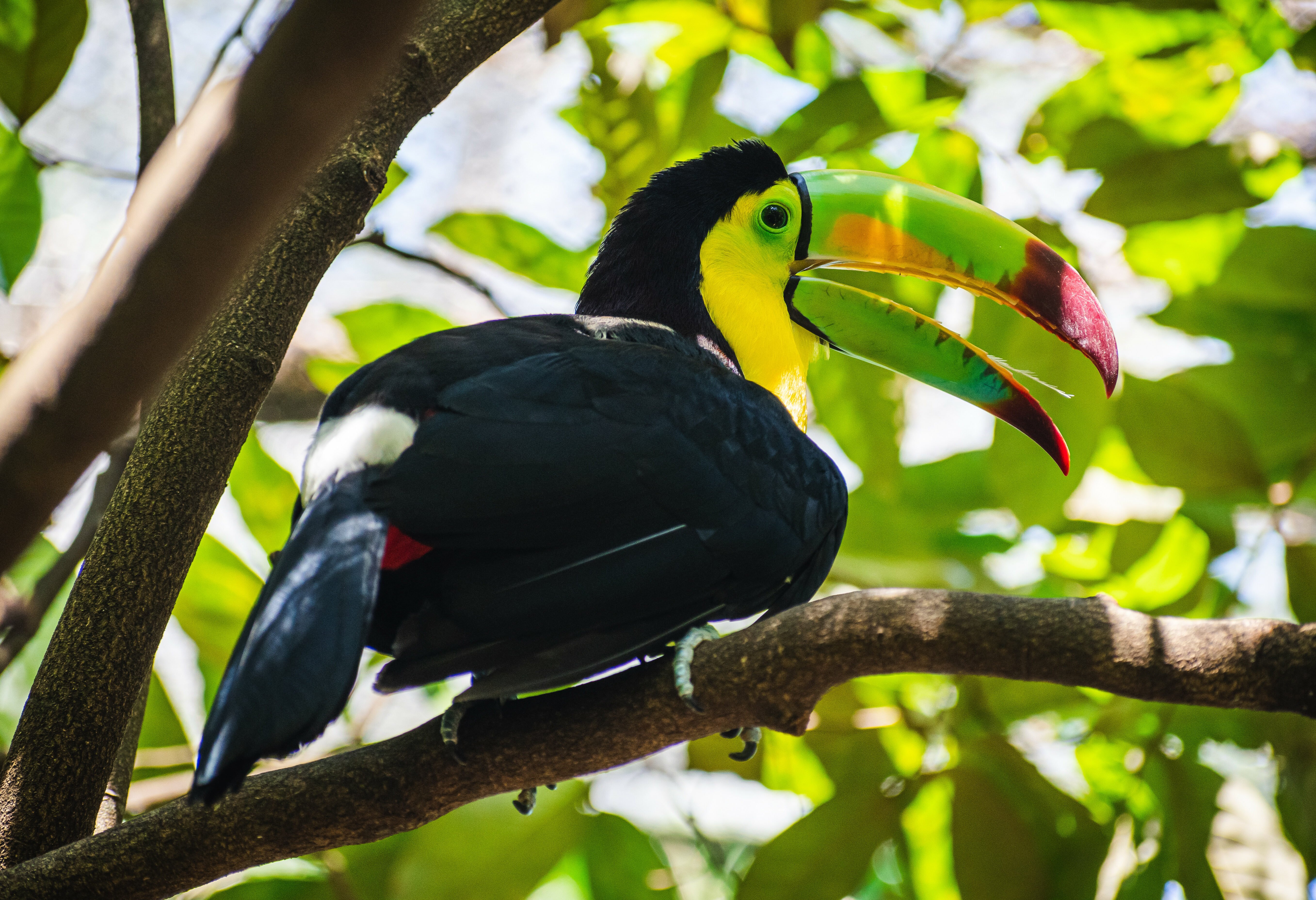 Mexico Chiapas Palenque Toekan