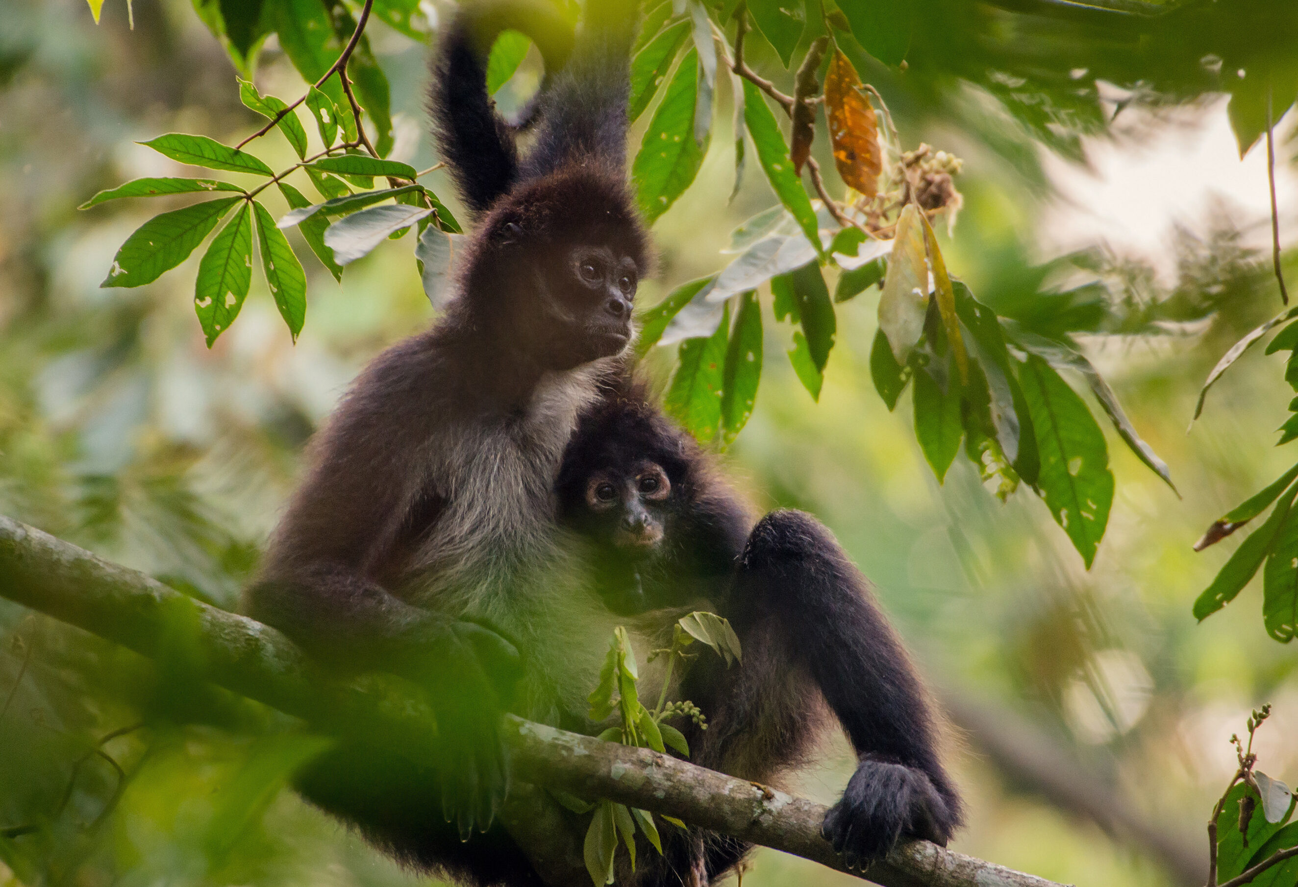 Mexico Chiapas Montes Azules National Park