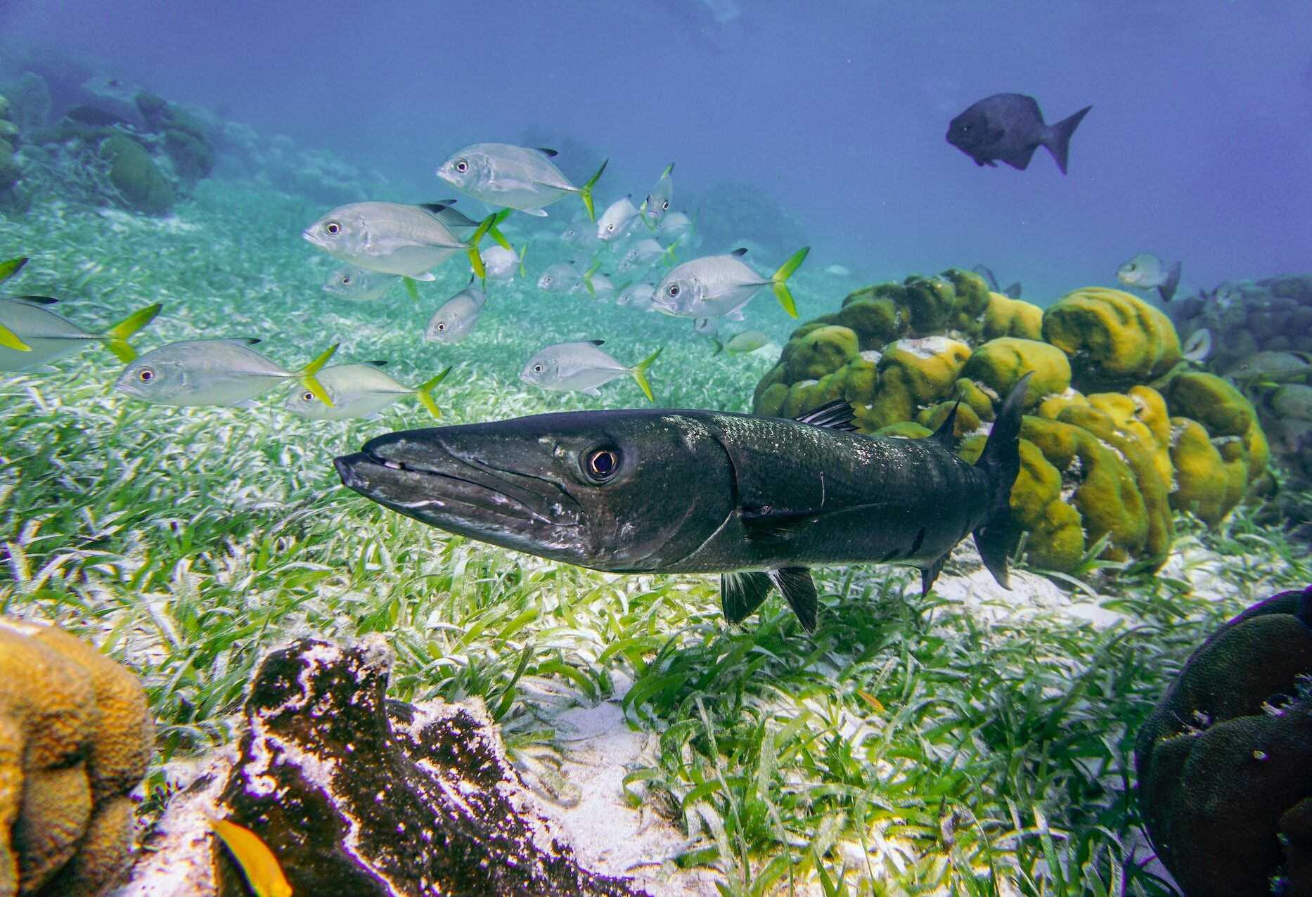 Belize Caye Caulker Eiland