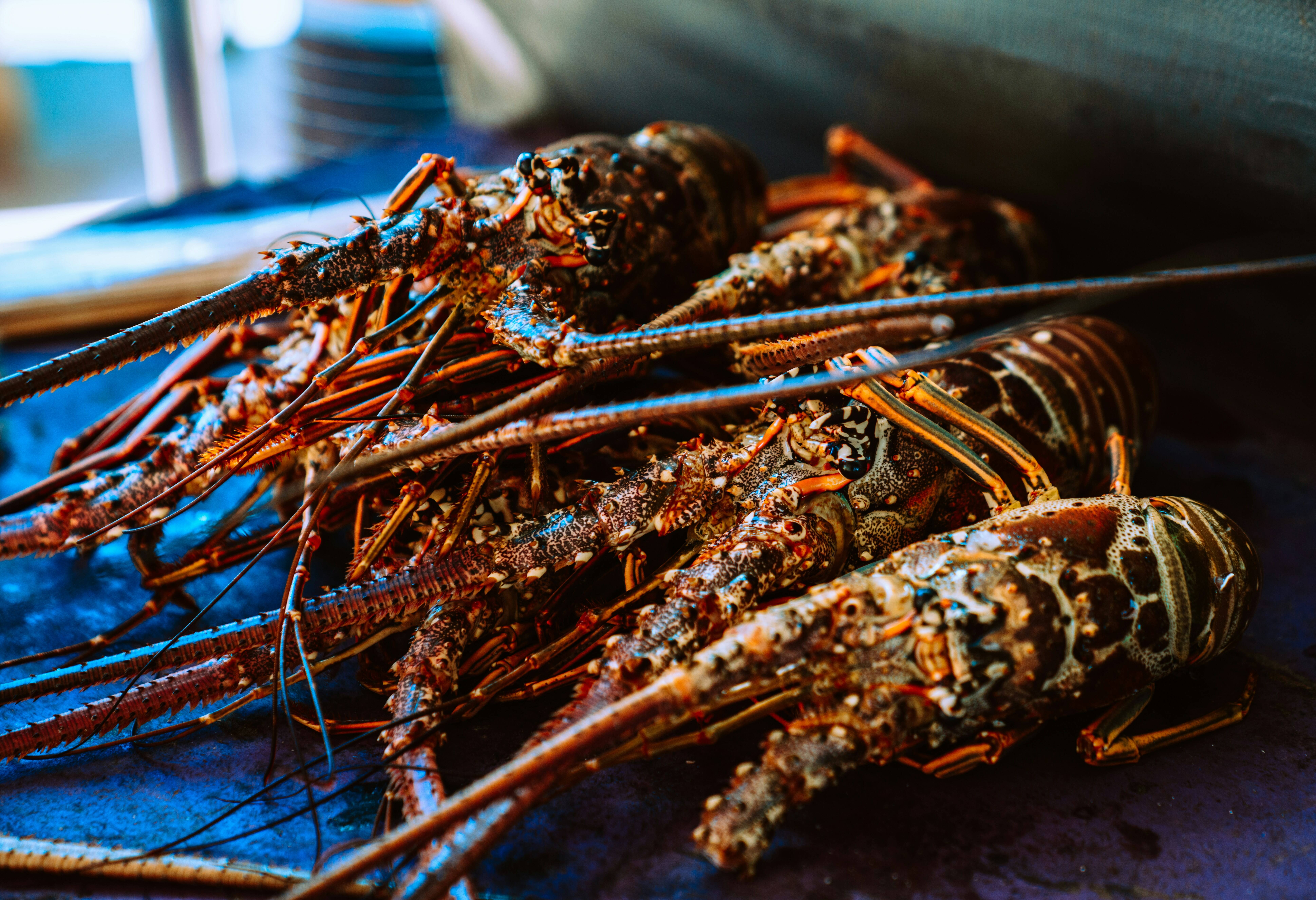 Belize Caye Caulker Eiland