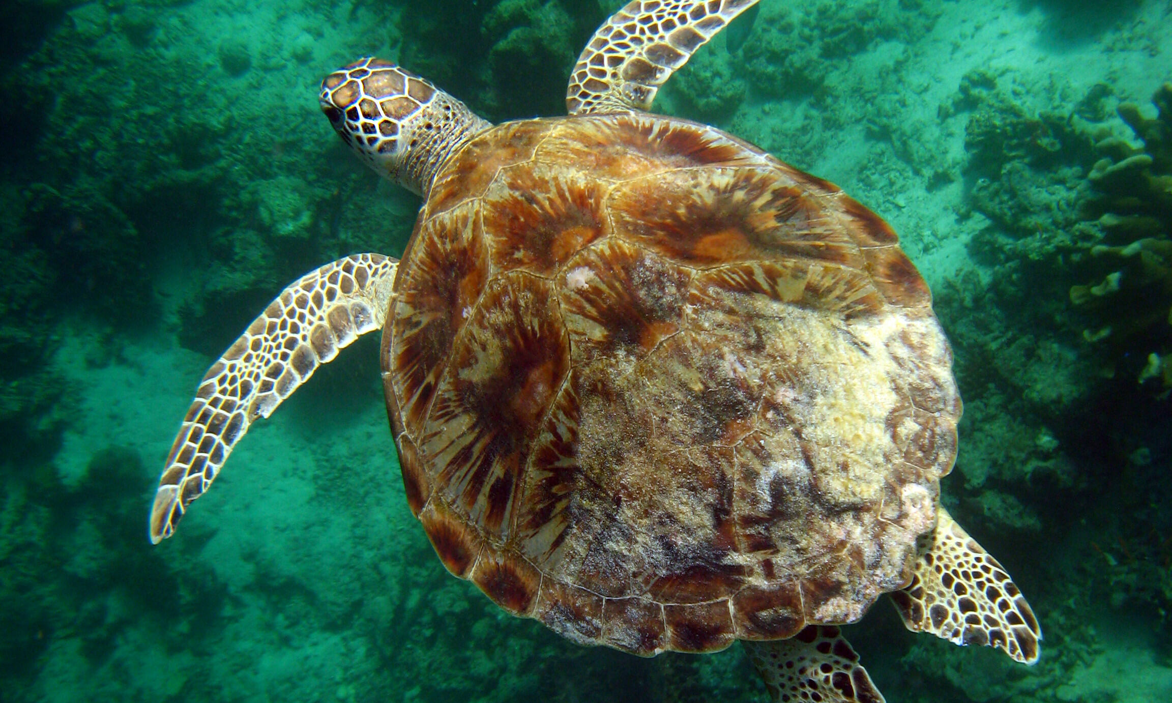 Maleisië Sabah Borneo zeeschildpad