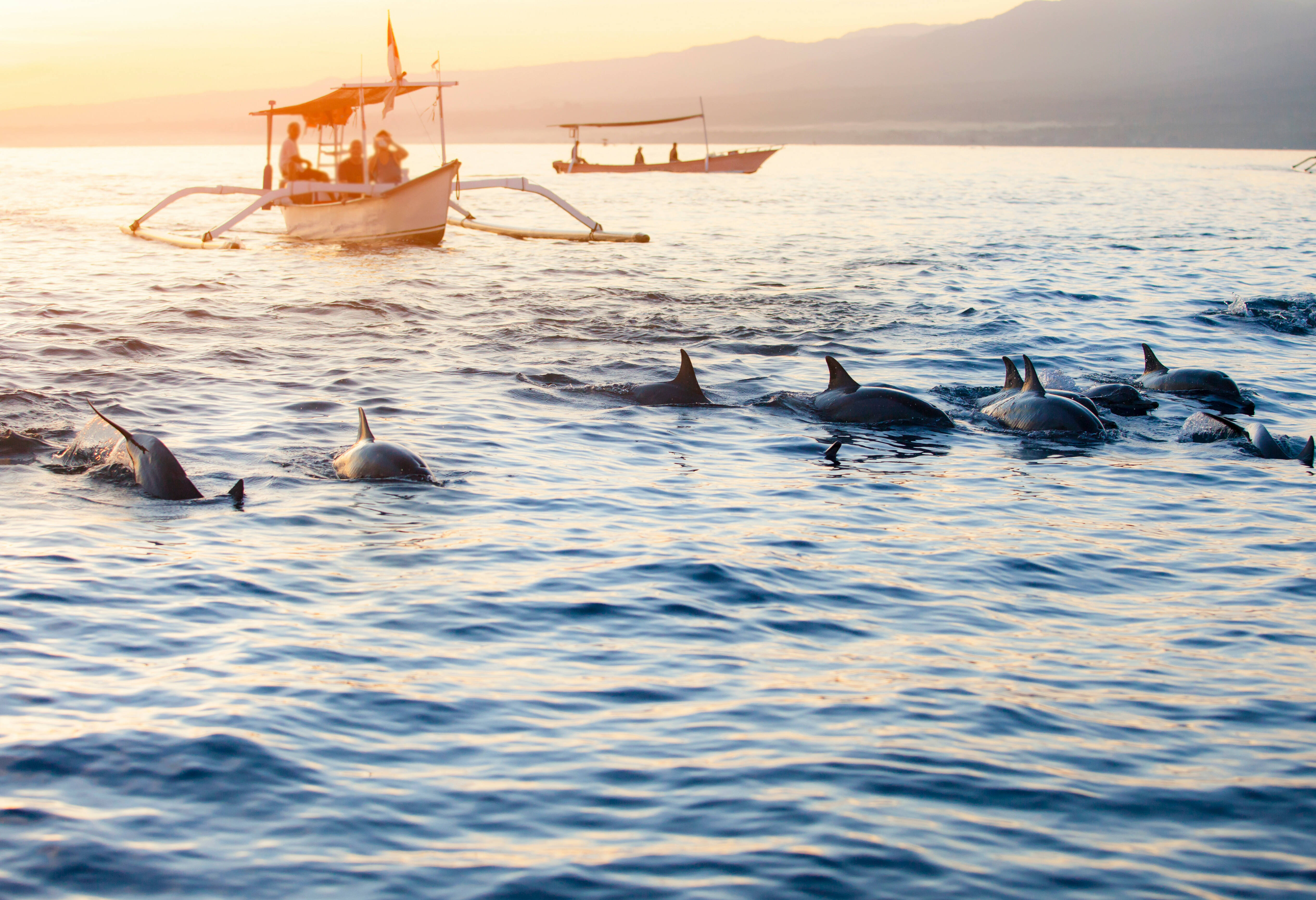 Dolfijnen Lovina Bali