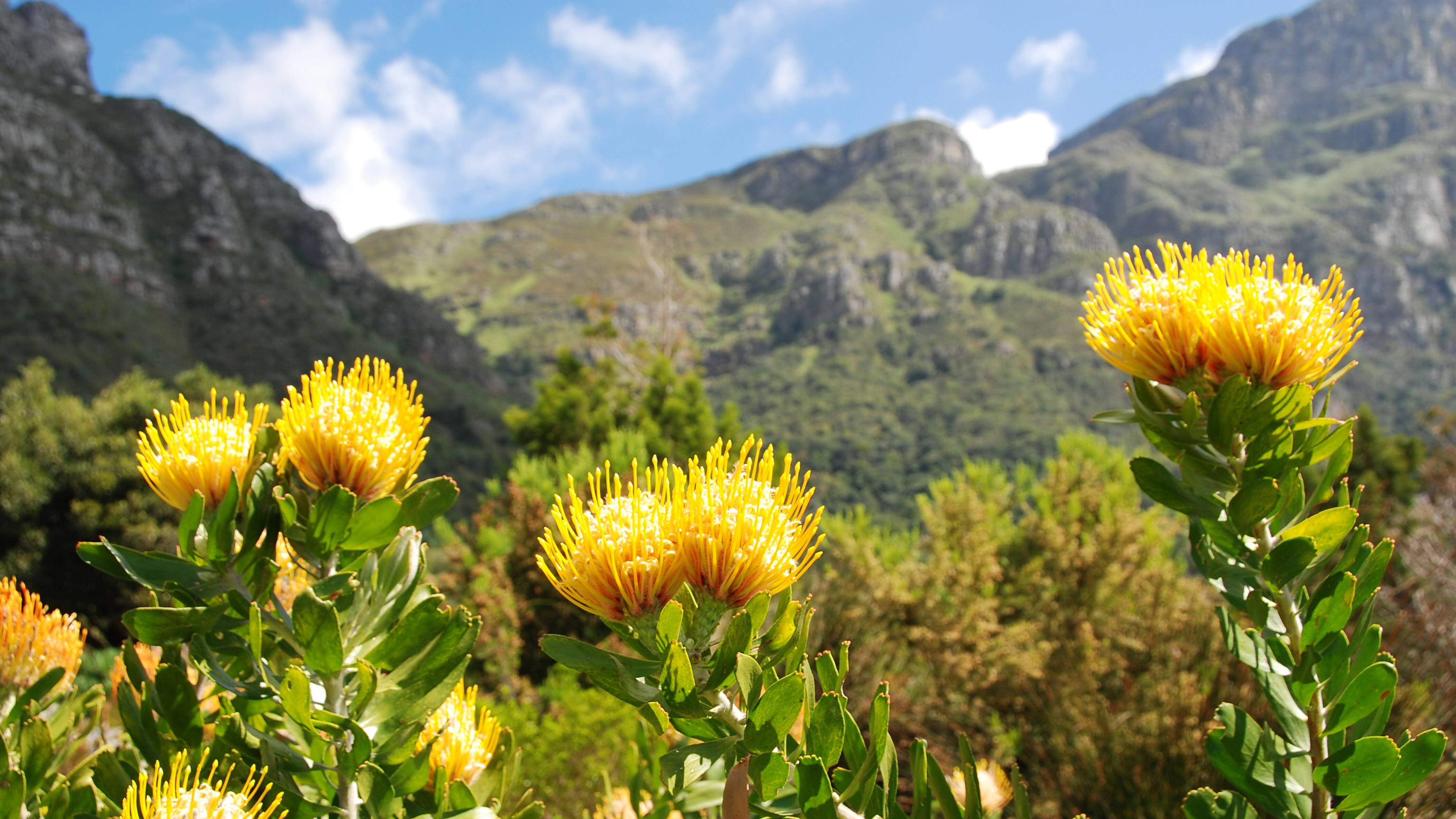 Drakensberg Mountains Zuid-Afrika