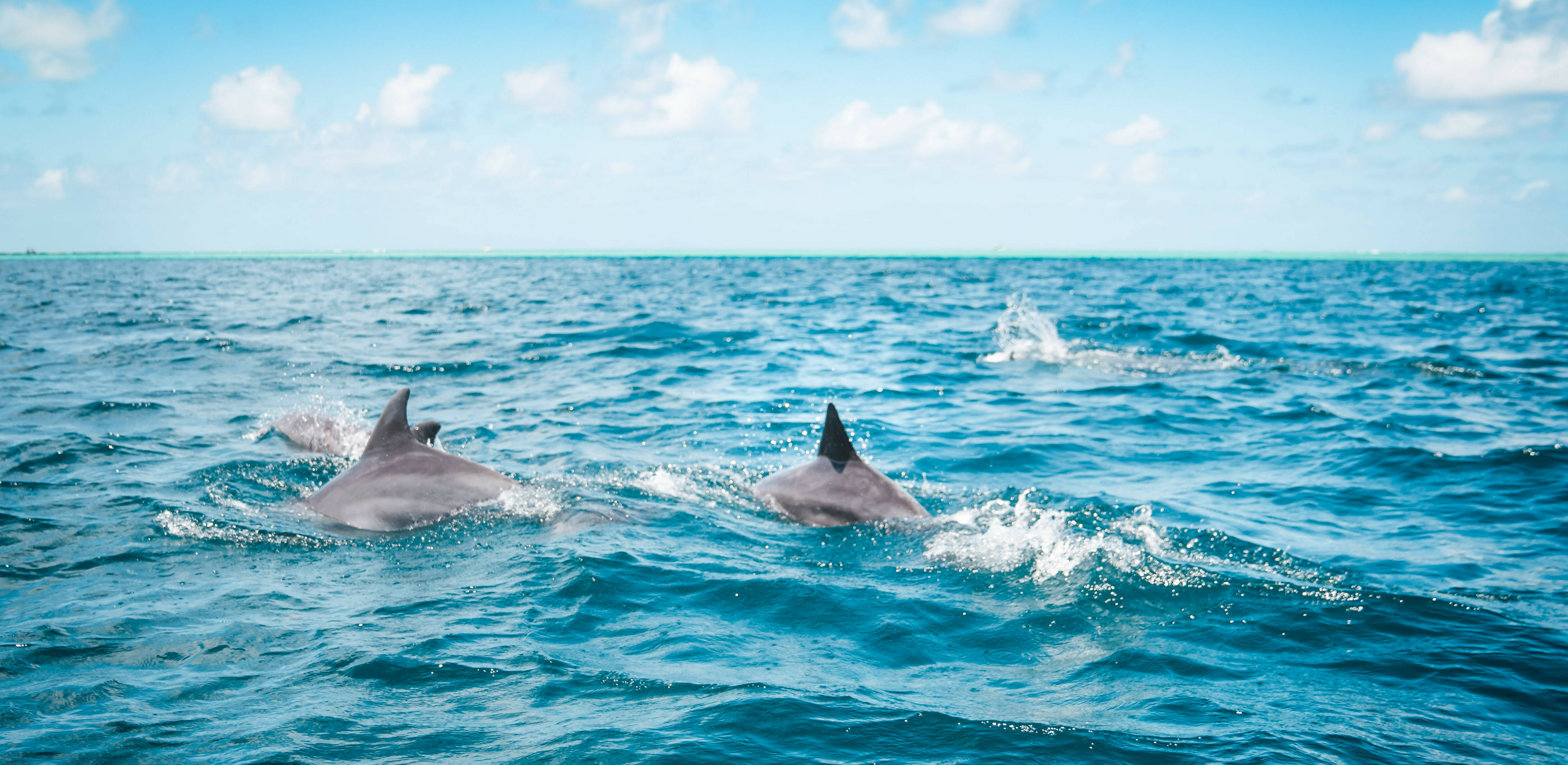 Mauritius Dolfijnen