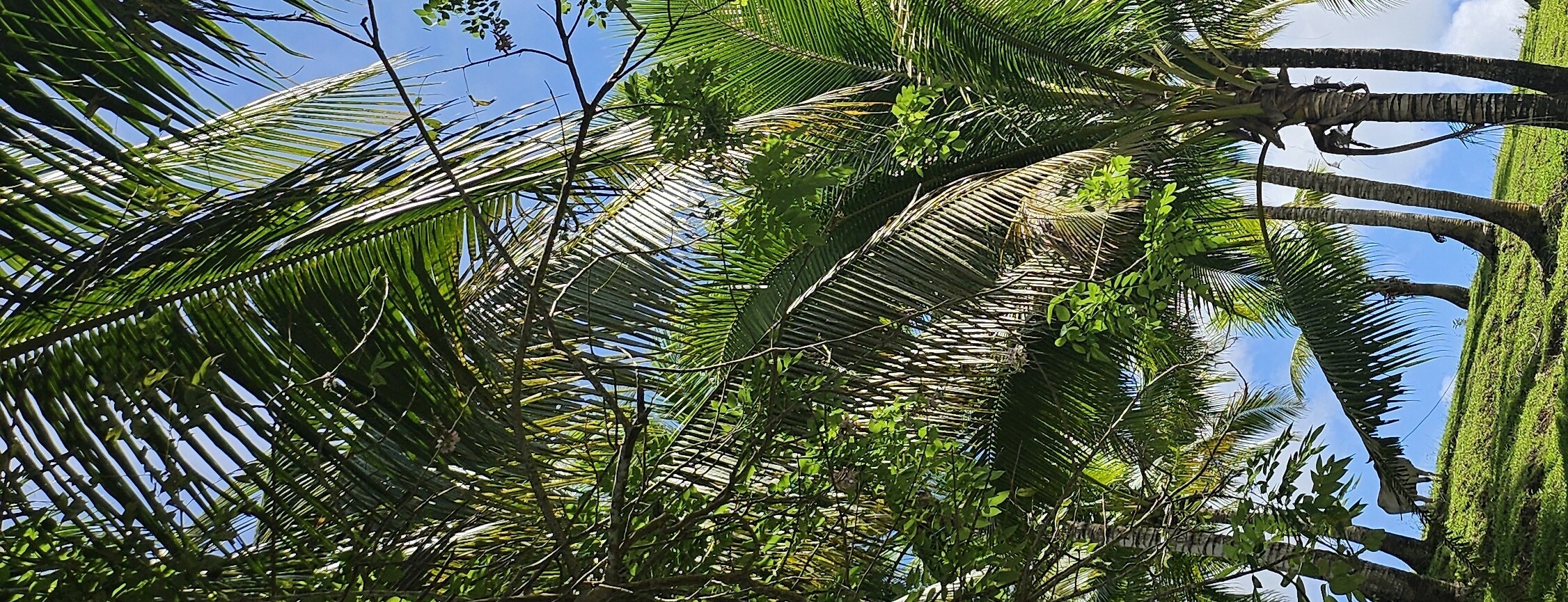 Uitkijkpunt Cadapdapan rijstterrassen Bohol