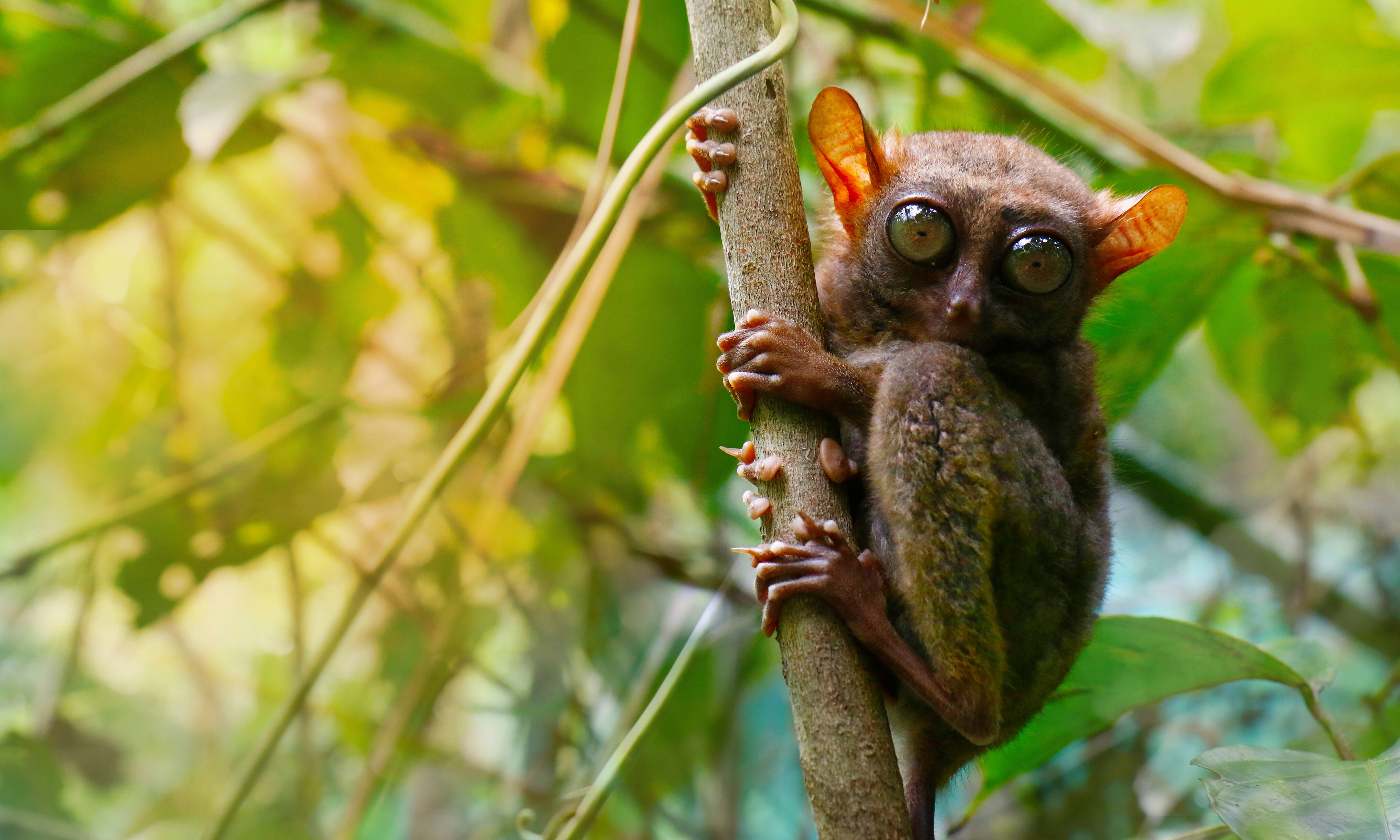 Filipijnen-Bohol-Tarsier-Sanctuary-spookdiertje