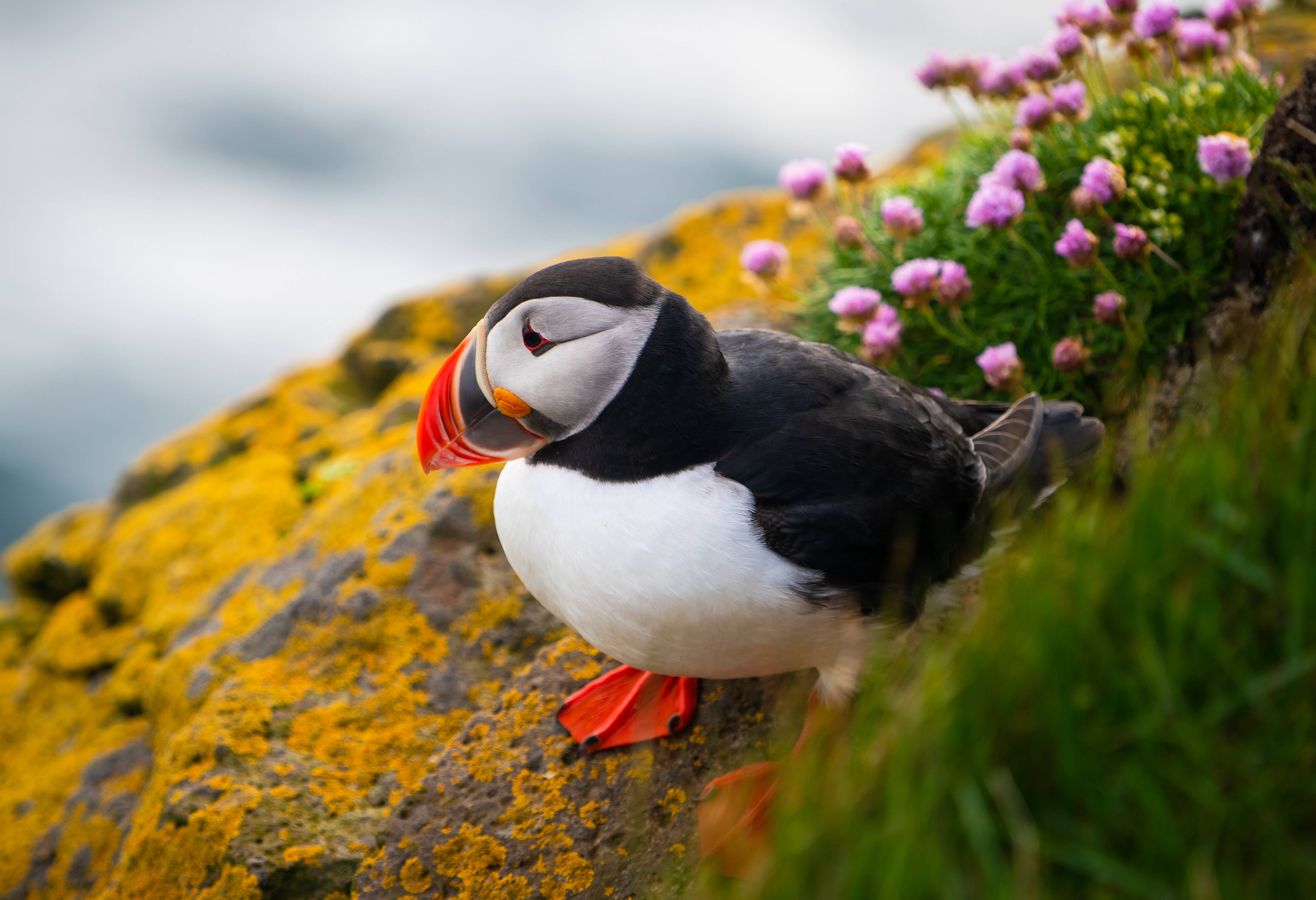 ijsland atlantic puffin vogel