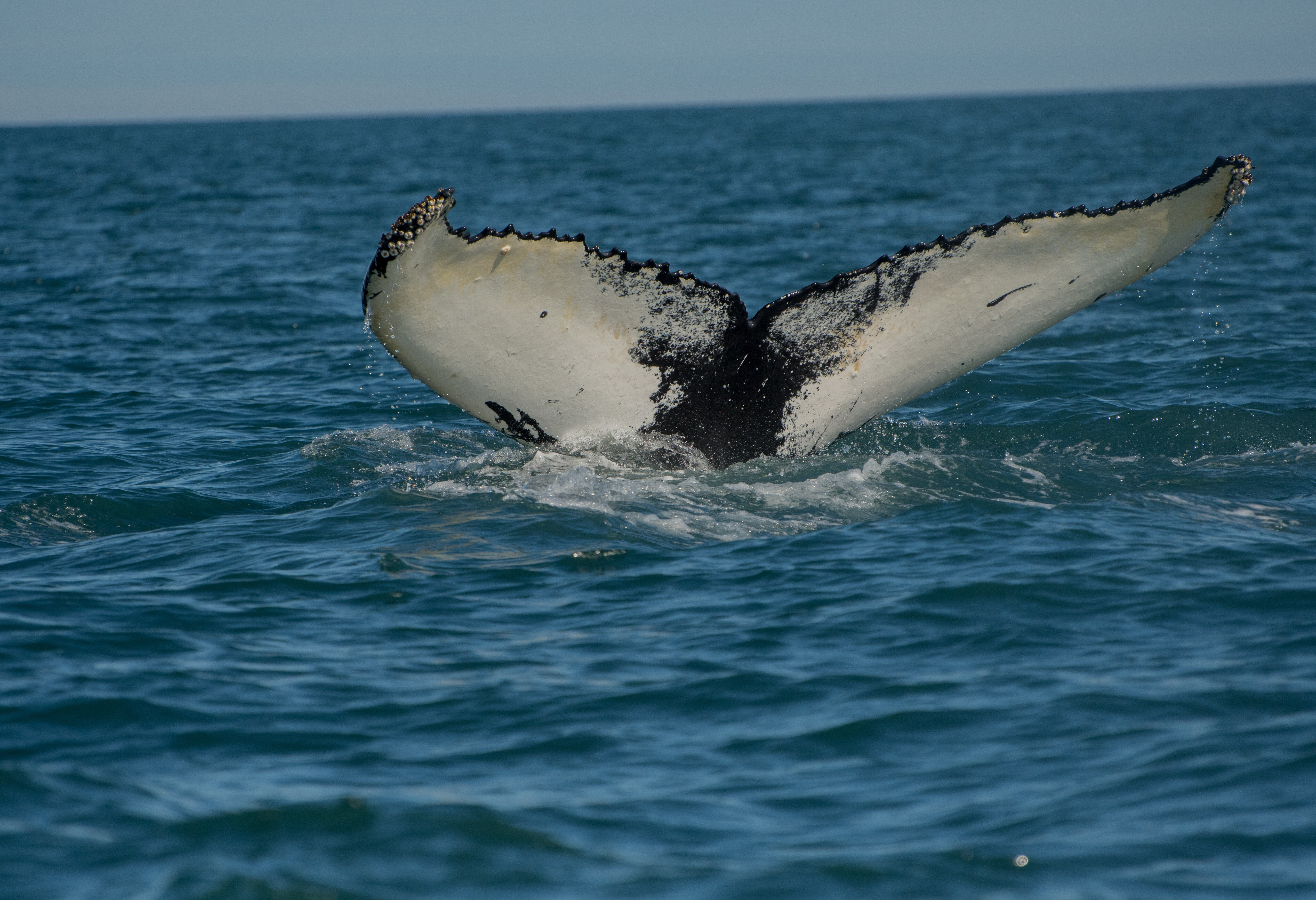 Walvissafari in Husavik in IJsland