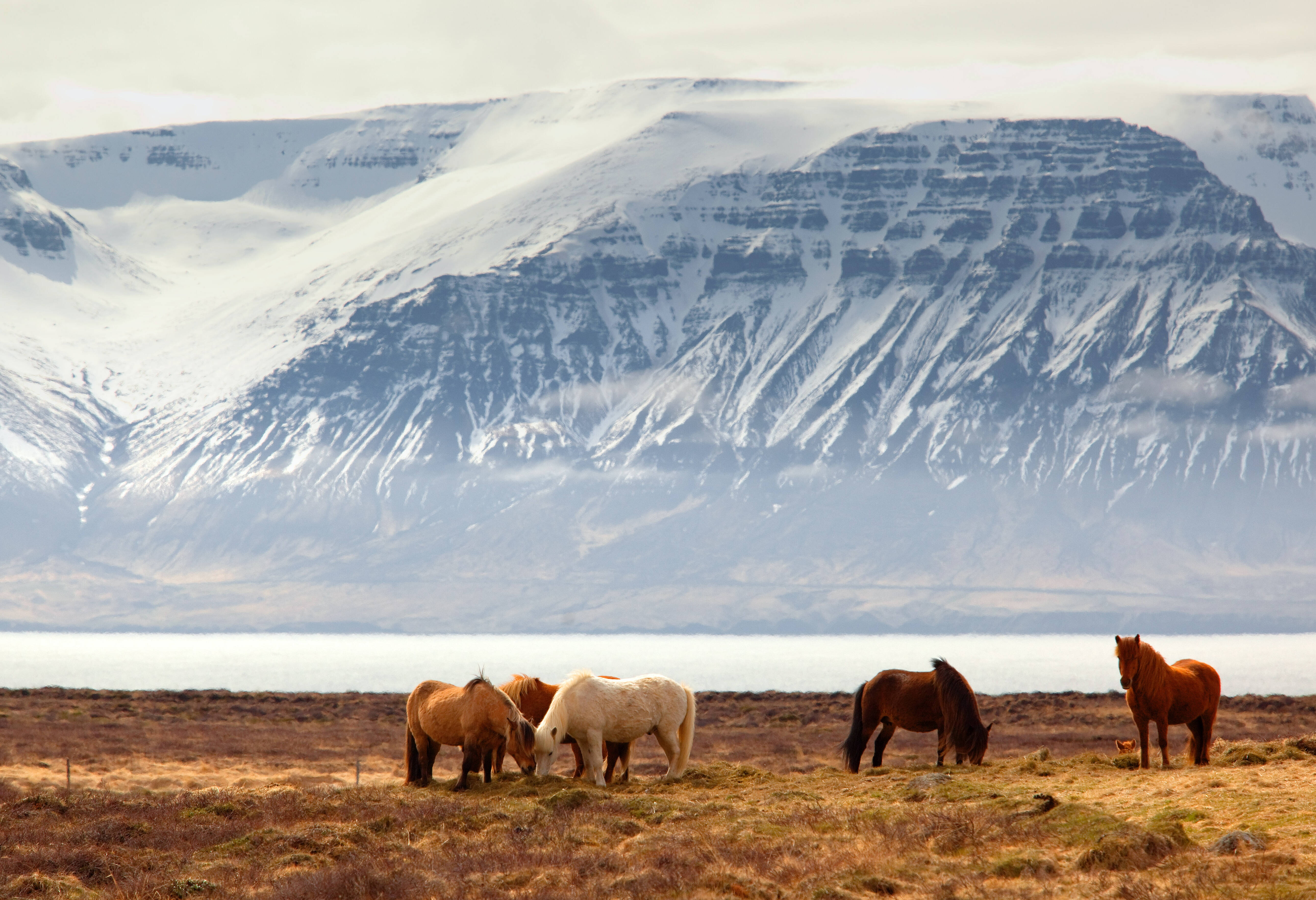 IJslandse paarden bij Skagafjörður in IJsland