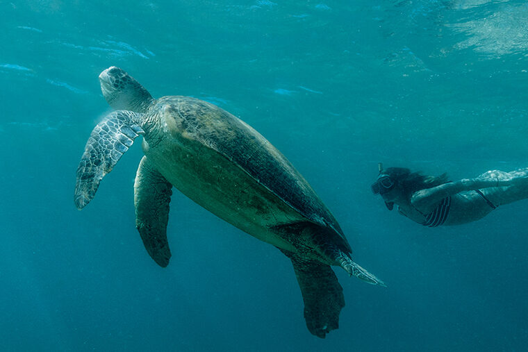 Zeeschilpadden in de Filipijnen