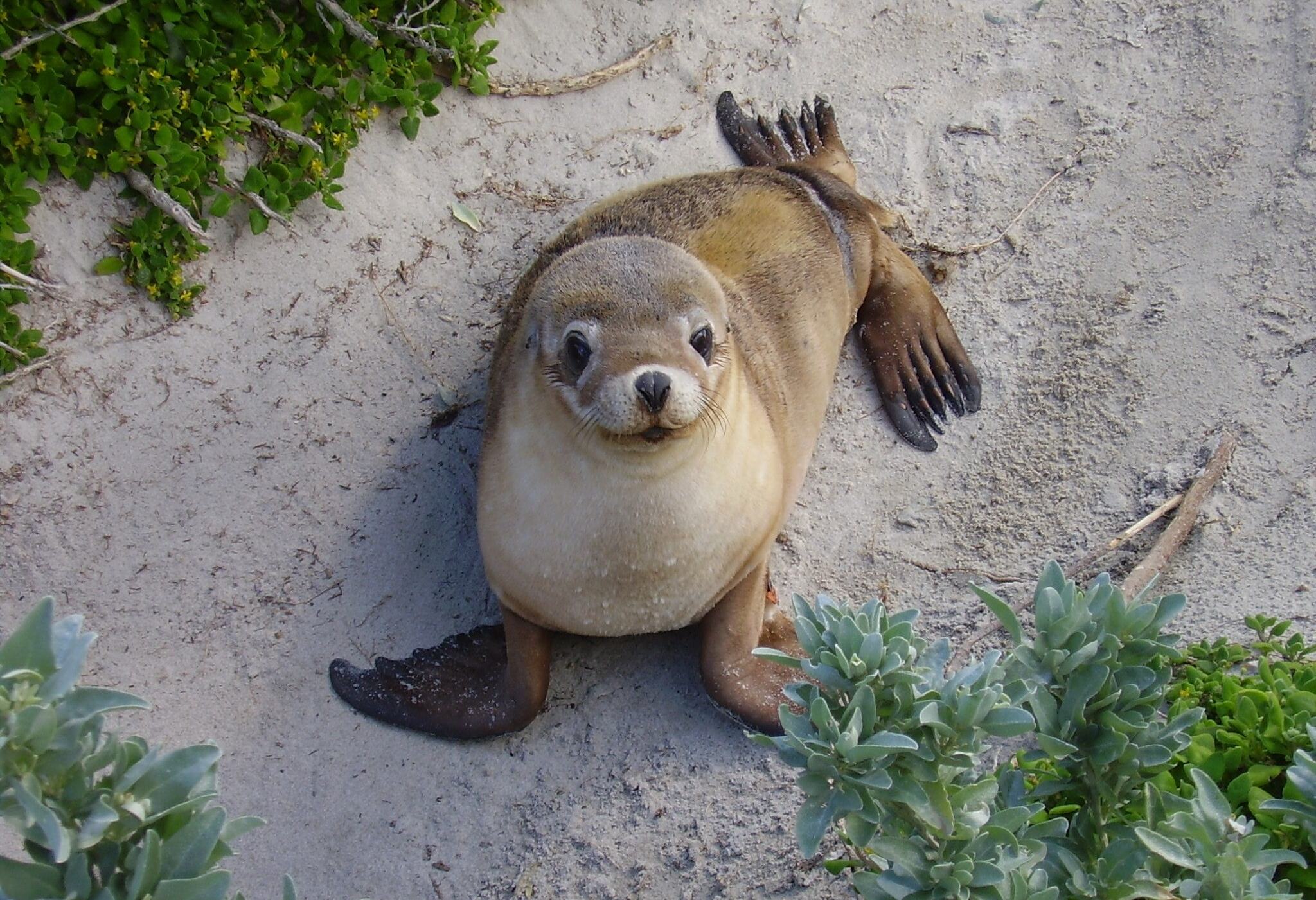 Zeehond in het Seal Bay Conservation Park op Kangaroo Island in Australie