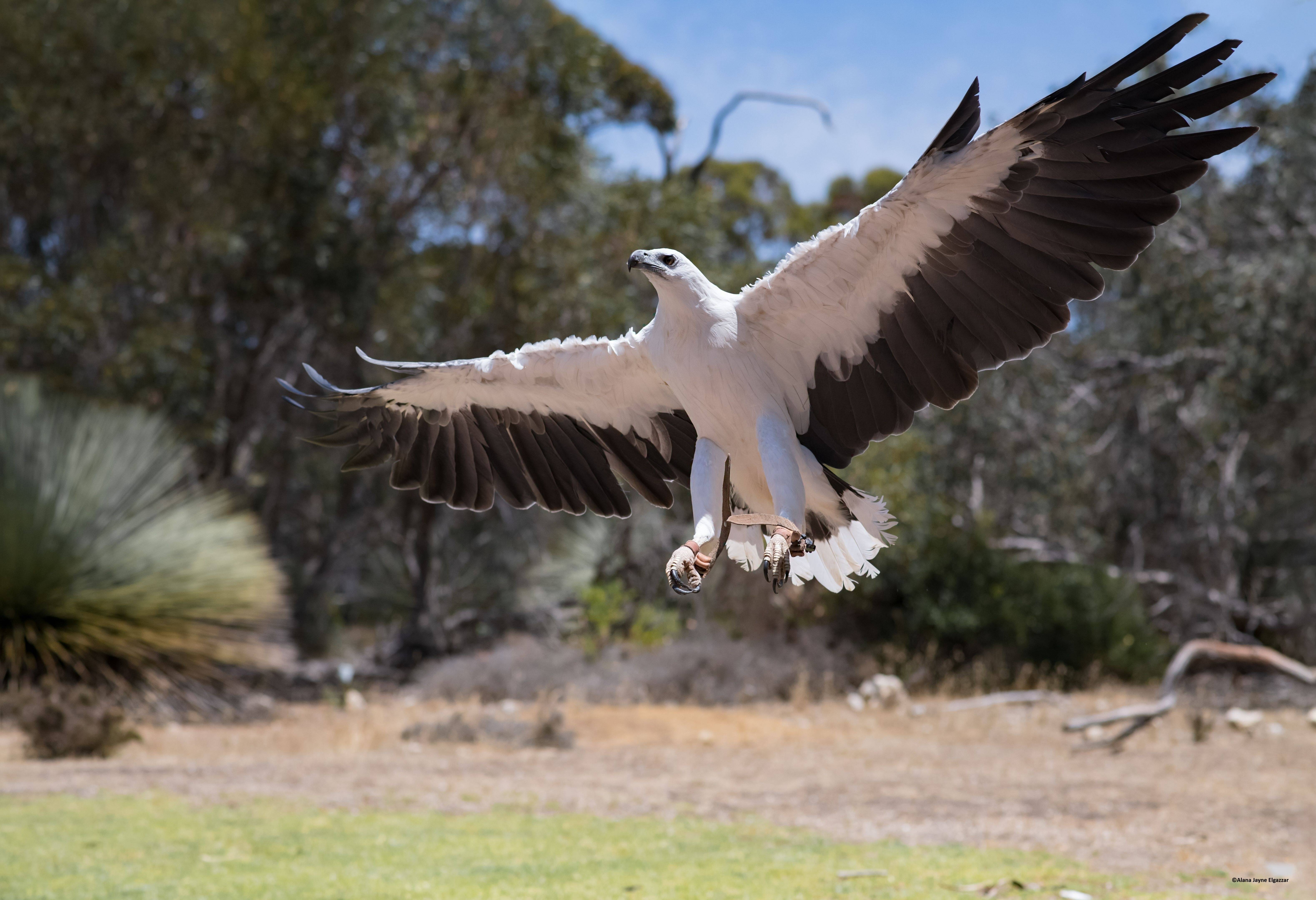 Roofvogel in het Raptor Domain op Kangaroo Island in Australie
