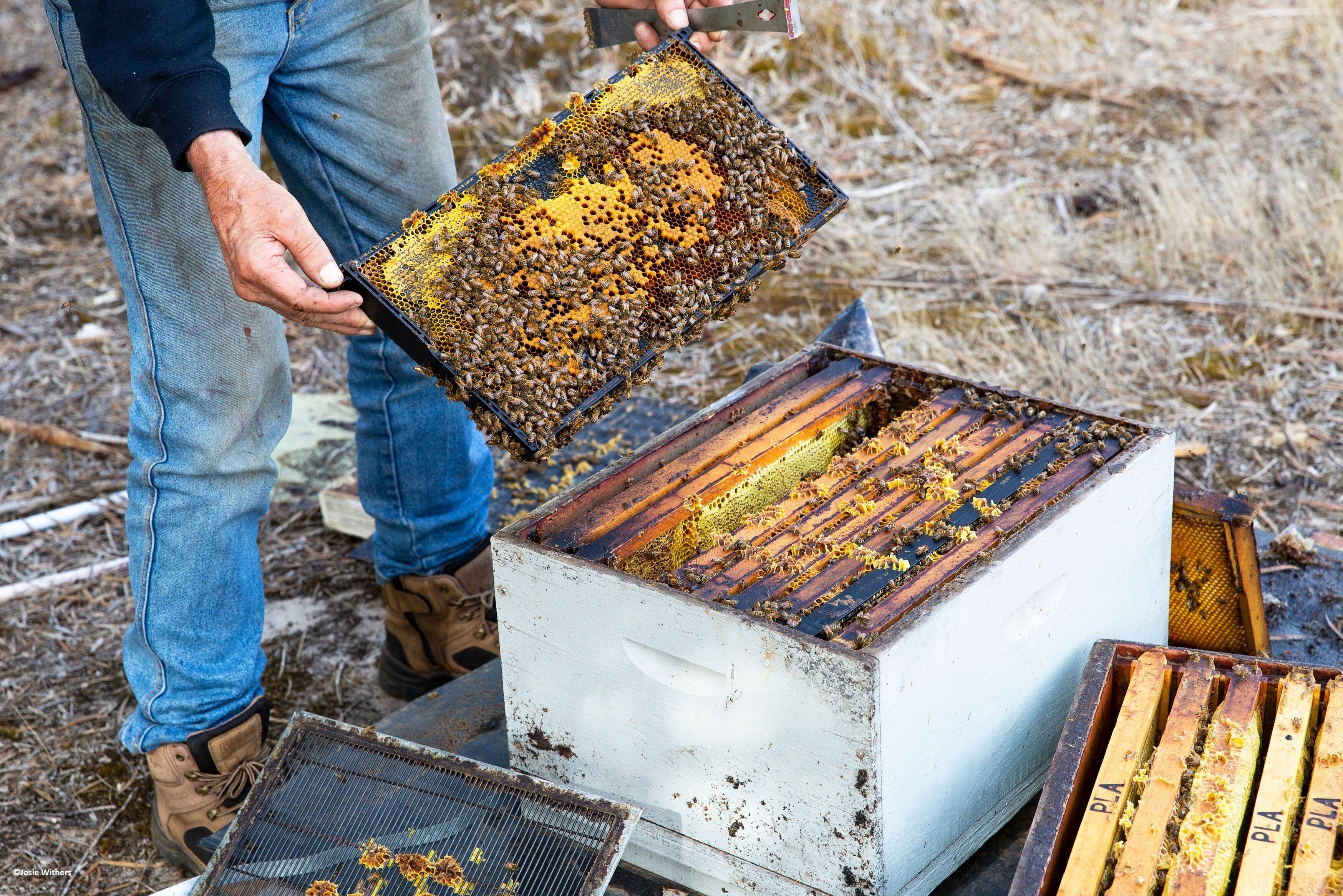 Bezoek aan Clifford's Honey Farm op Kangaroo Island in Australie