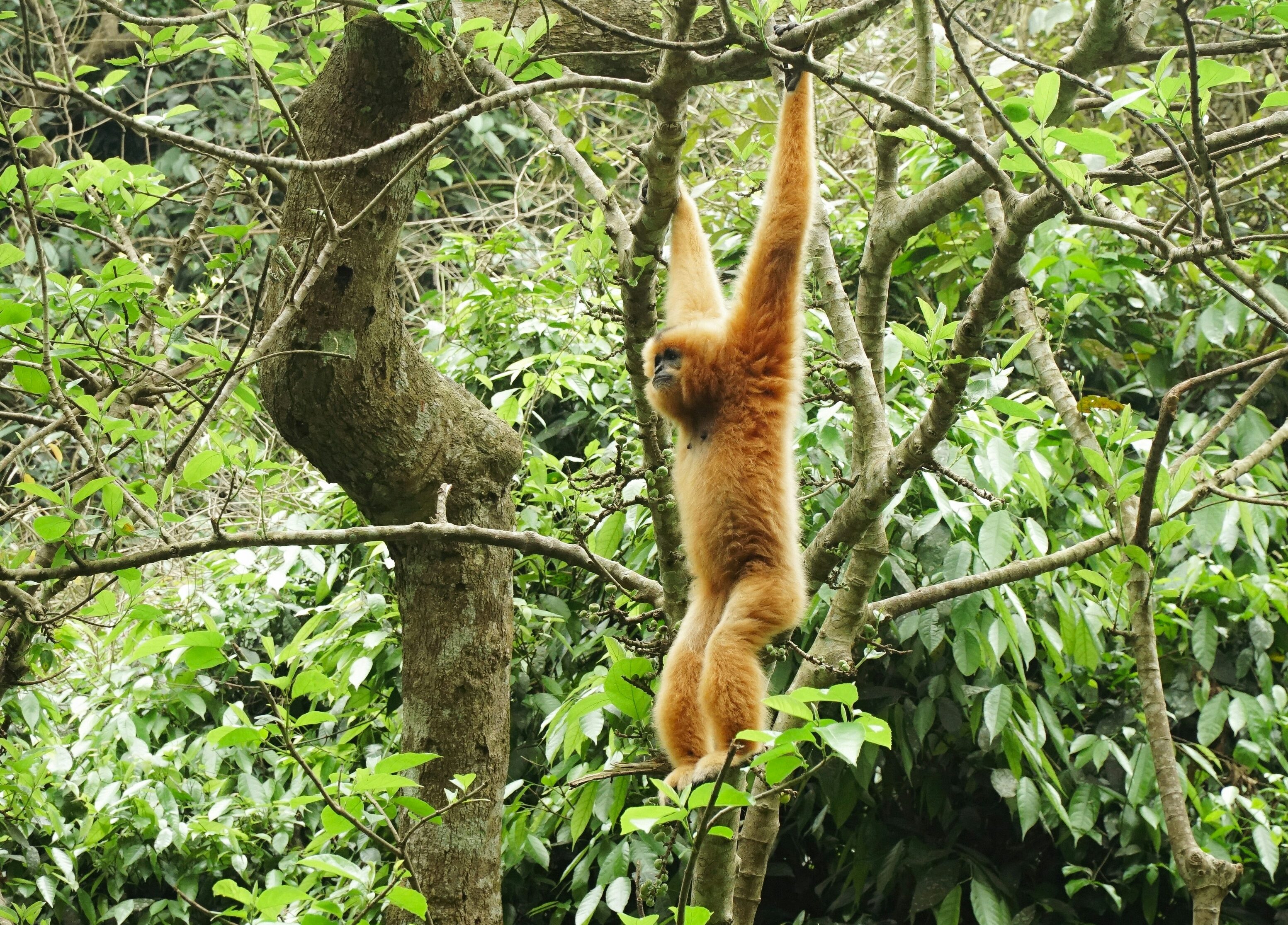 cuc phuong national park ninh binh vietnam