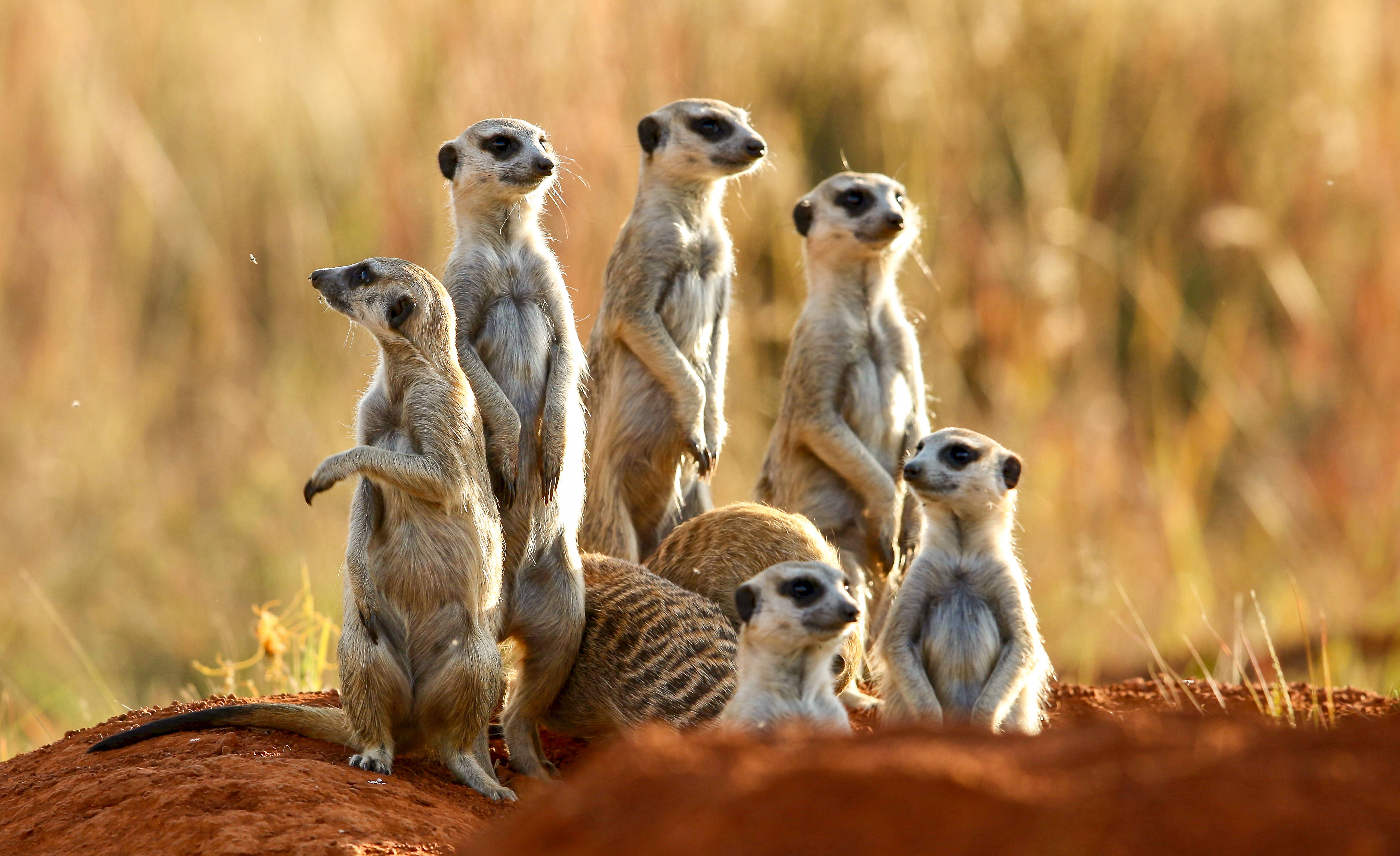 Addo Elephant Park Zuid-Afrika