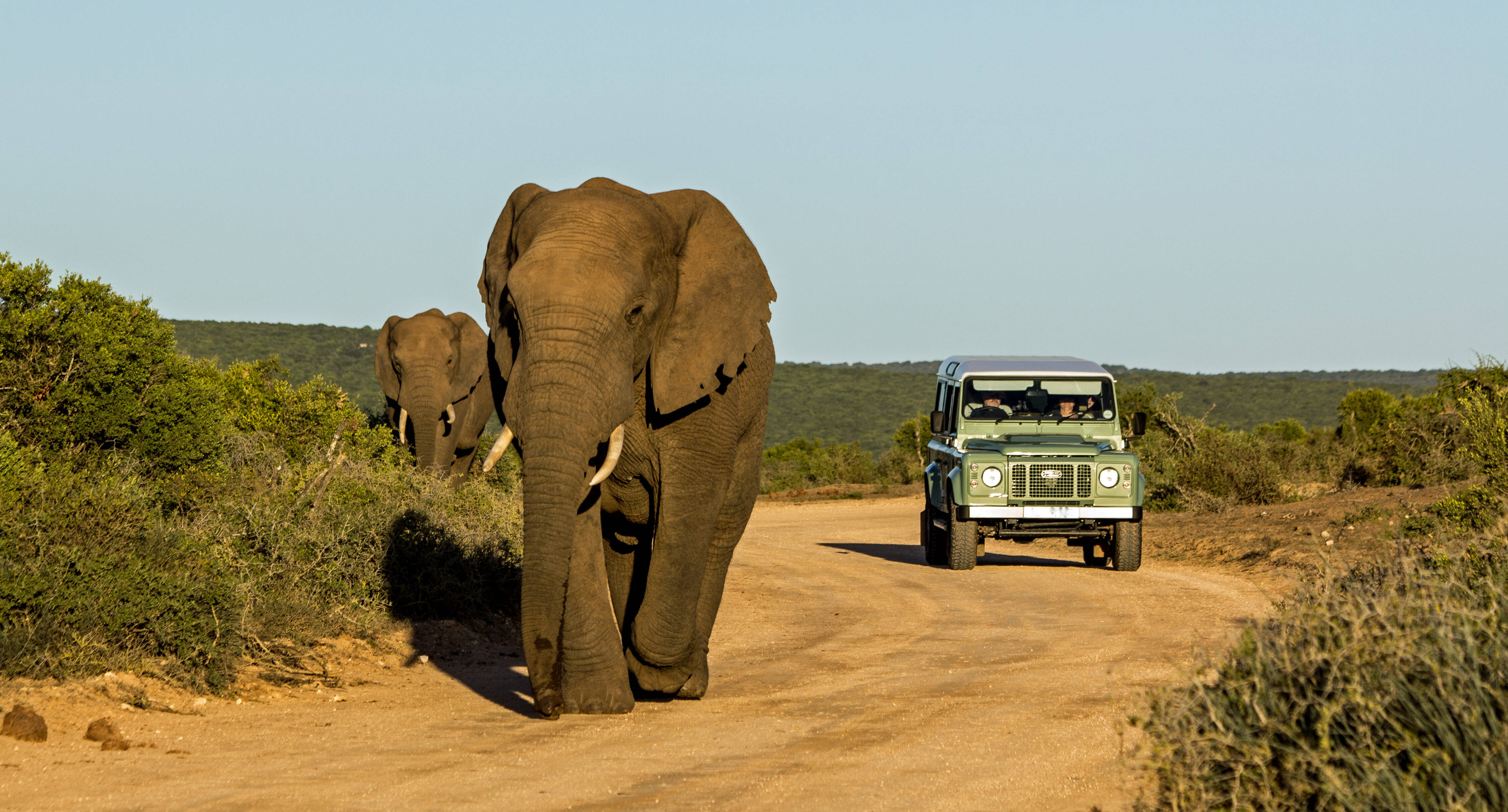 Addo Elephant National Park zelf rijden