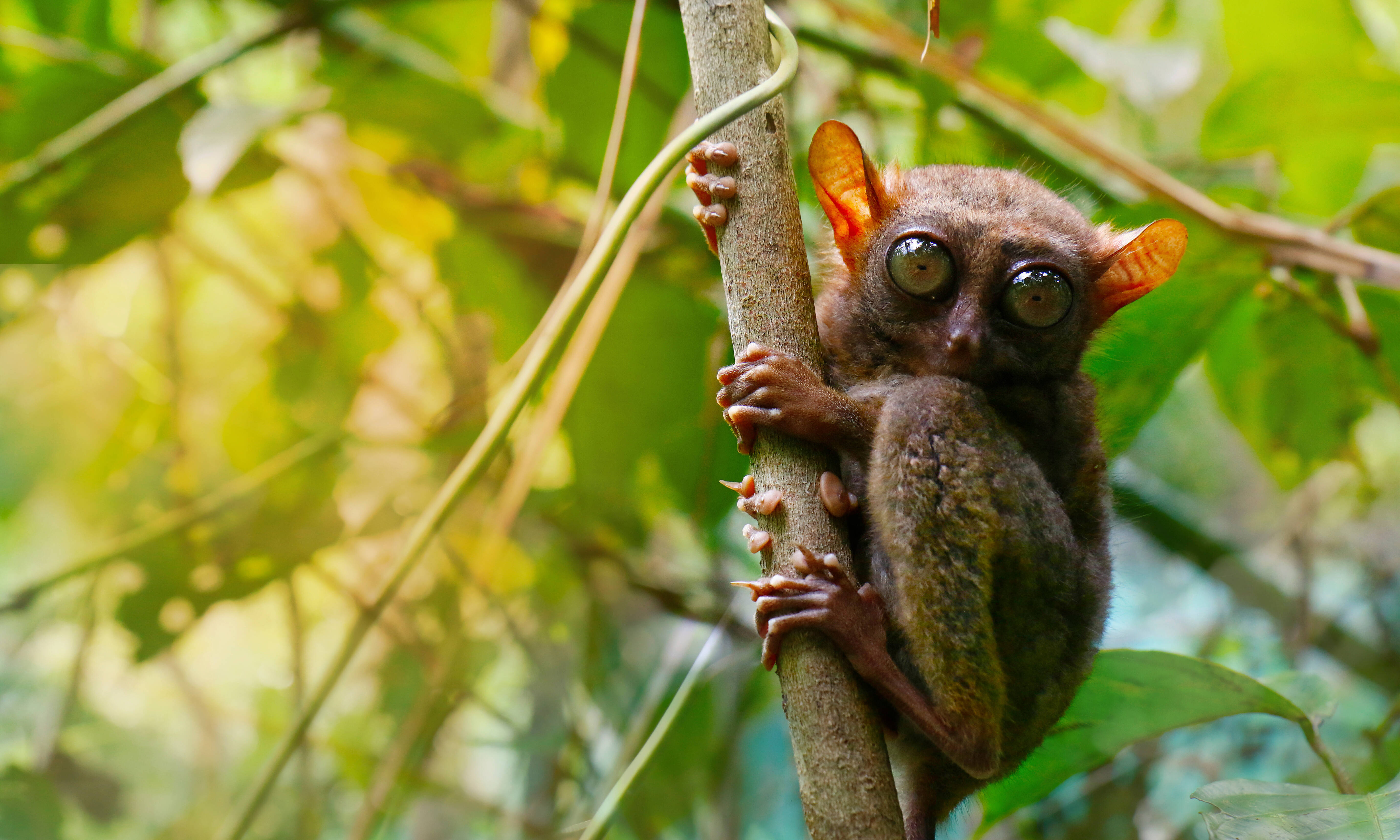 Bohol Tarsier