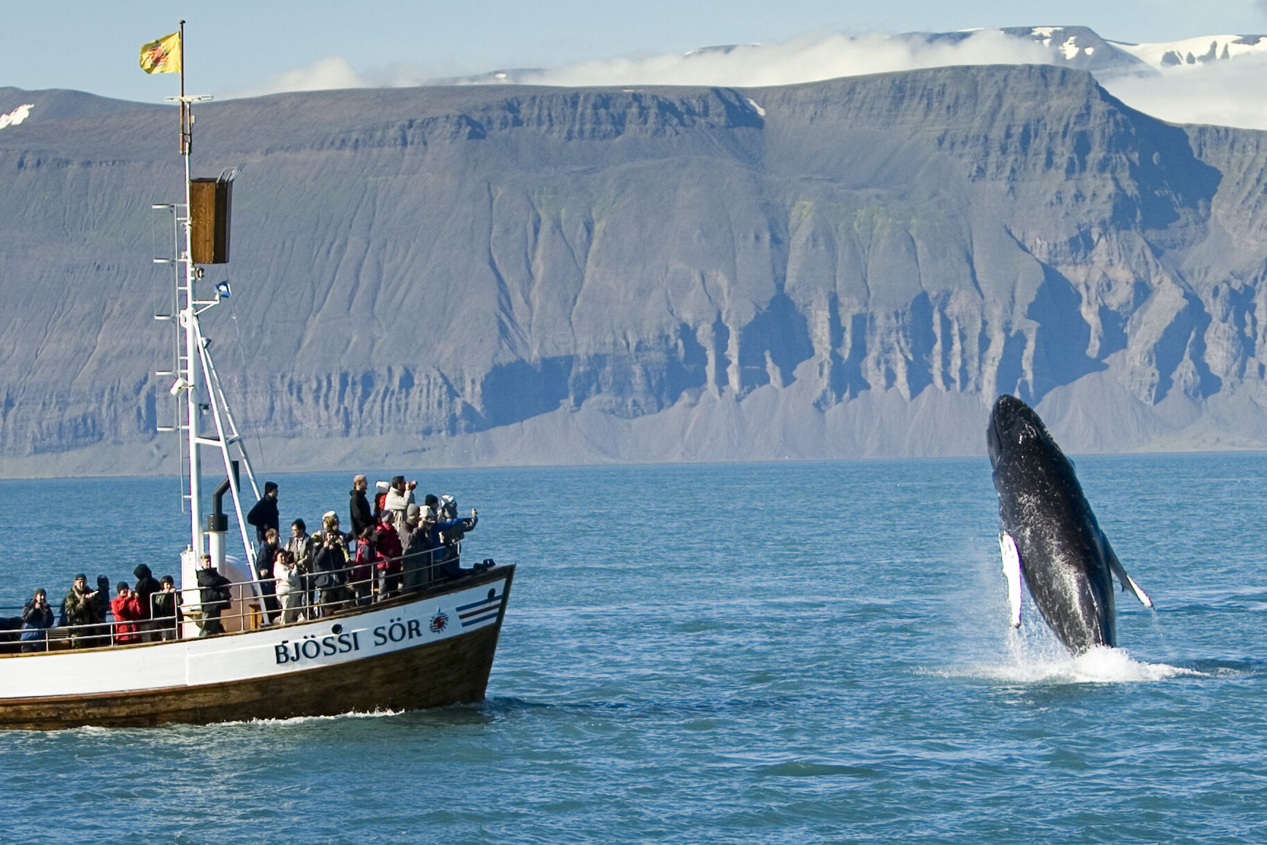 Walvis safari in Husavik in IJsland