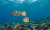 Filipijnen-Butterflyfish