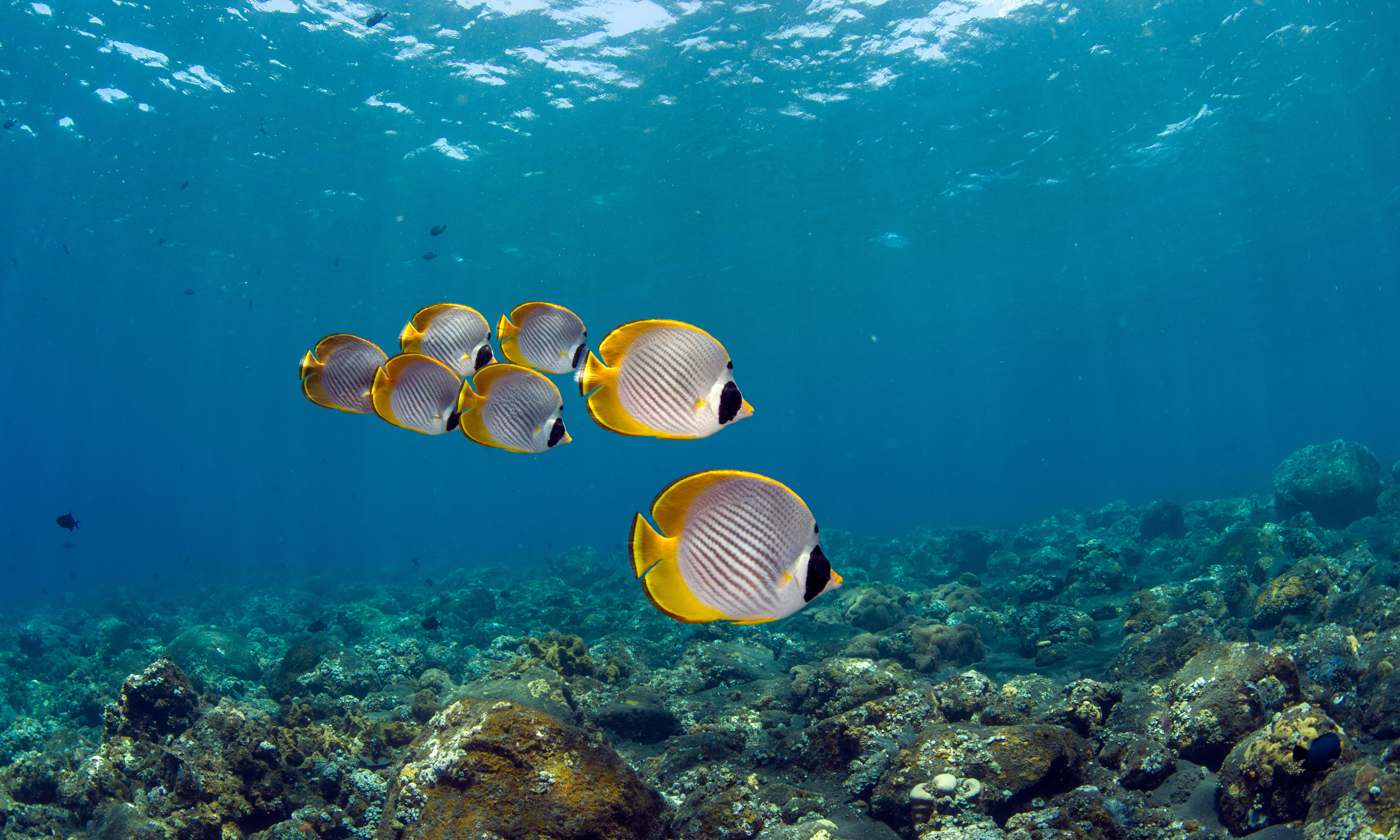 Filipijnen-Butterflyfish