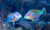 Filipijnen parrotfish
